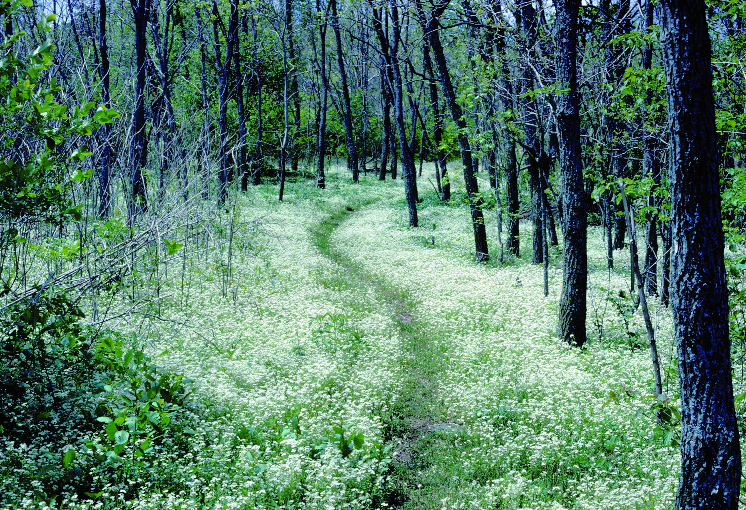 trail, path, grasses, tree, peaceful, hiking, trees, land, usa, trunk, day, landscape, plant, forest, solitude, scenics - nature, tranquil scene, virginia, HD Wallpaper