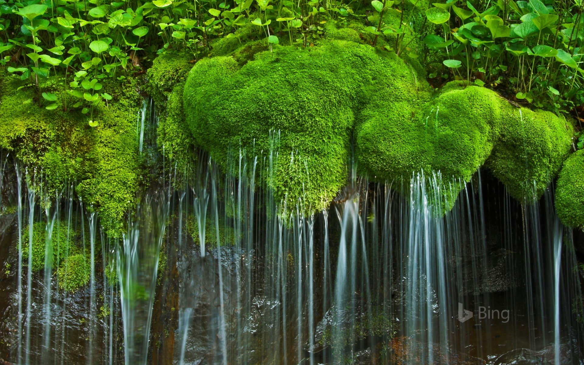 growth, forest, shenandoah, day, no people, foliage, green color, tranquility, trunk, beauty in nature, plant part, lush foliage, national, virginia, nature, HD Wallpaper