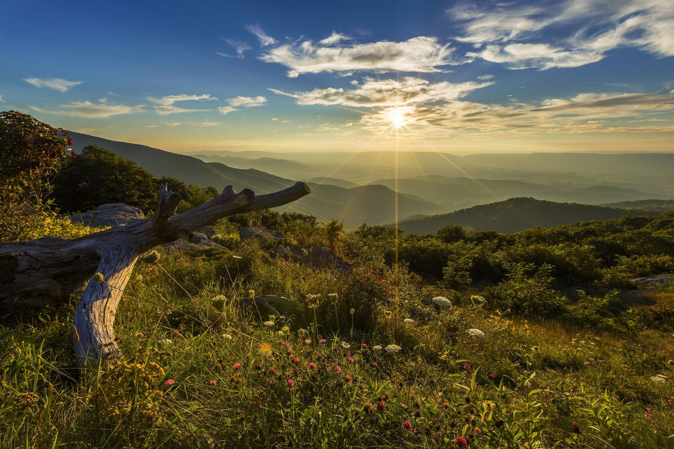 twilight, growth, range, usa, fog, plant, no people, environment, sunset, timber hollow overlook, tranquility, dusk, sunlight, non-urban scene, shenandoah national park, HD Wallpaper