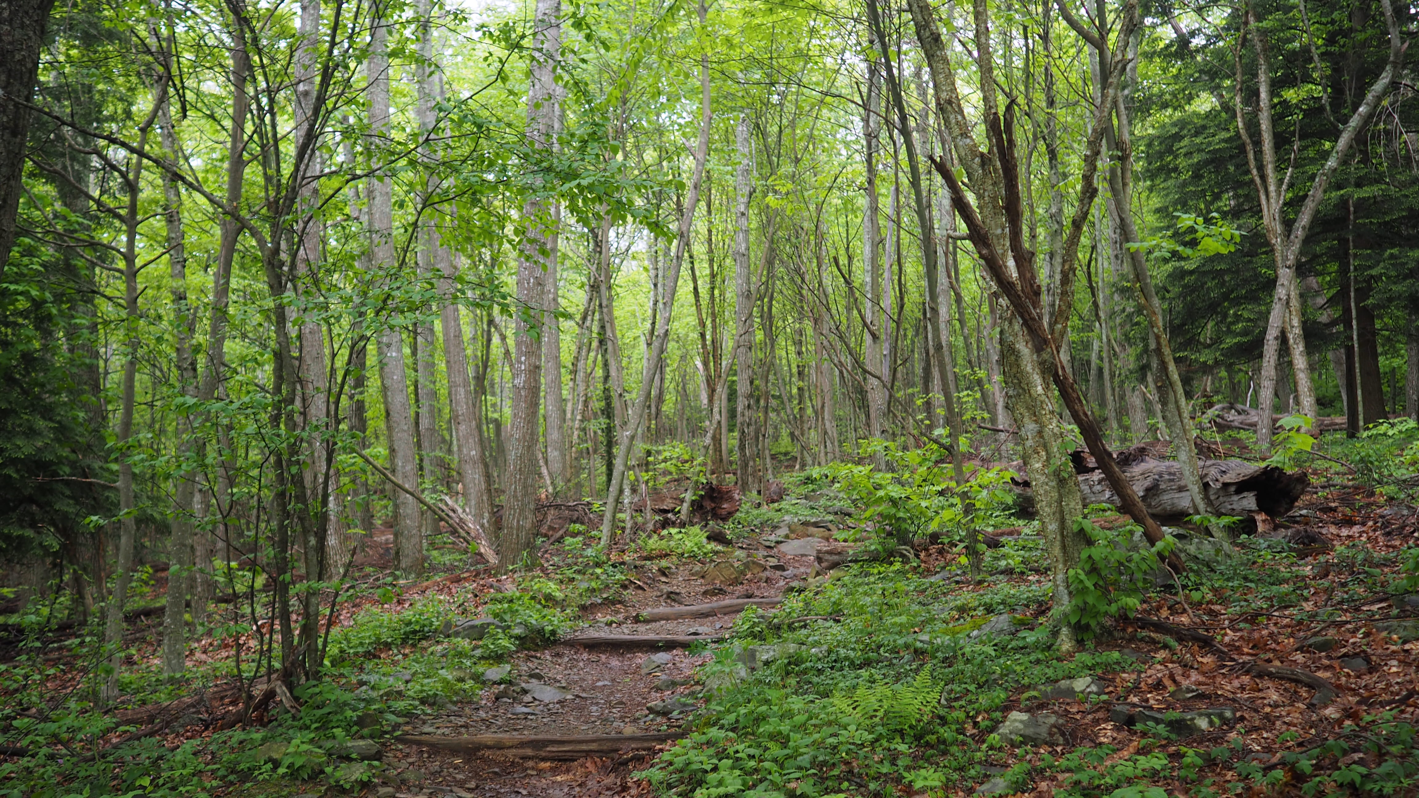 4K, peace, woodland, tree trunk, trunk, green color, no people, non-urban scene, forest, plant, land, day, luray, path, united states, one animal, solitude, HD Wallpaper