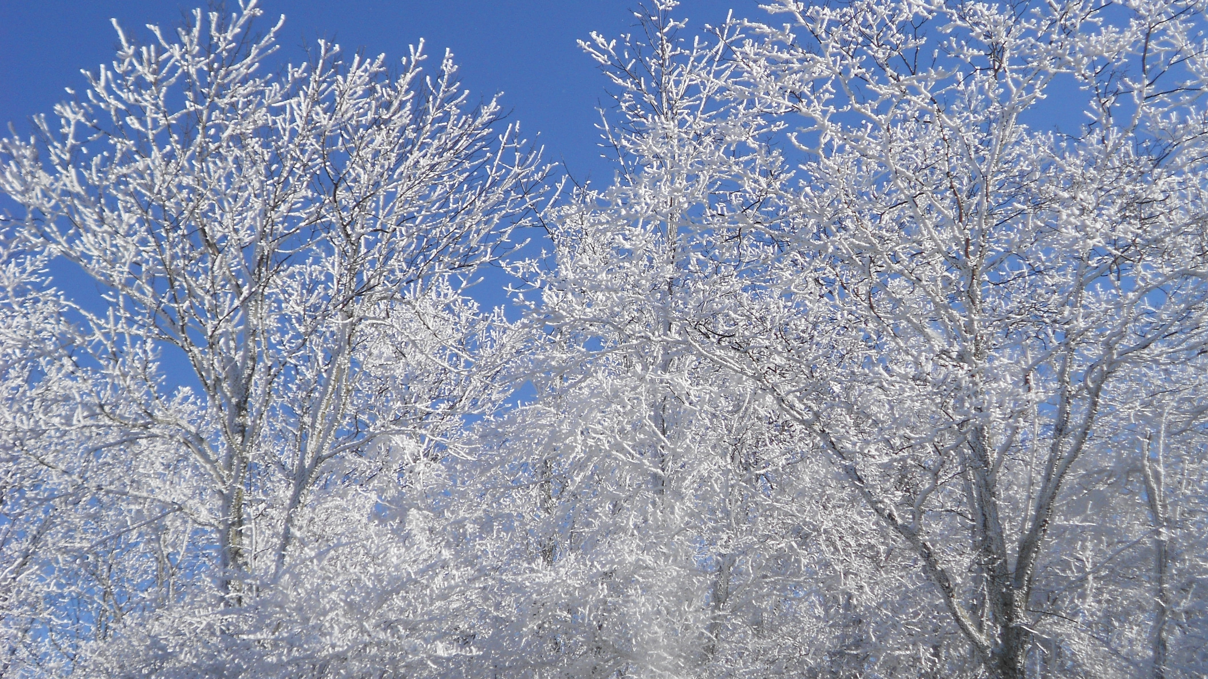 outdoors, tranquility, winter, blue, white color, beauty in nature, snow, bare tree, shenandoah national park, ice, frozen, 4K, growth, trees, sky, united states, HD Wallpaper