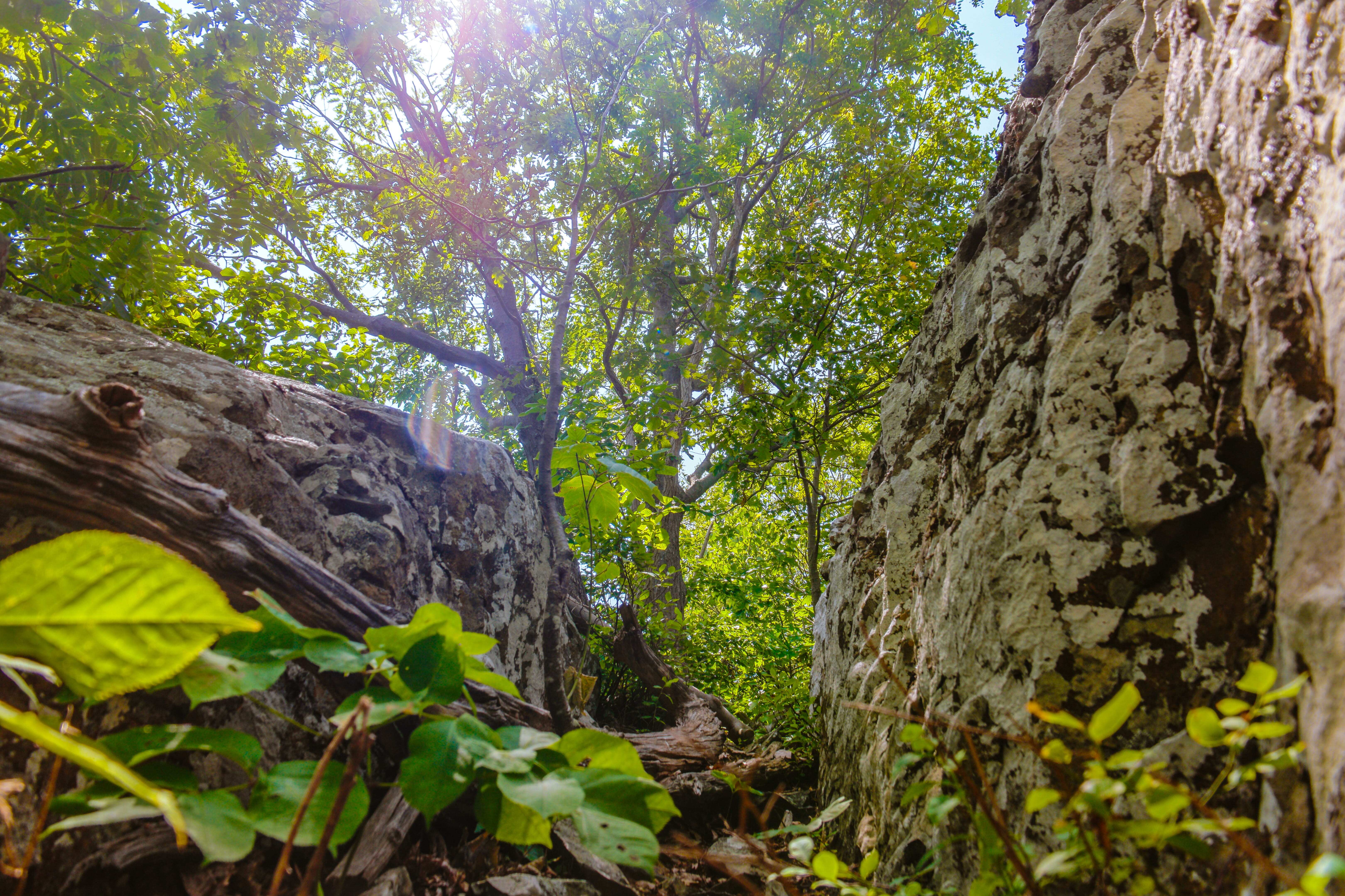 no people, between, bark, rocks, between two rocks, nature, virginia trails, united states, sunlight, beauty in nature, sky, low angle view, leaf, trail, HD Wallpaper