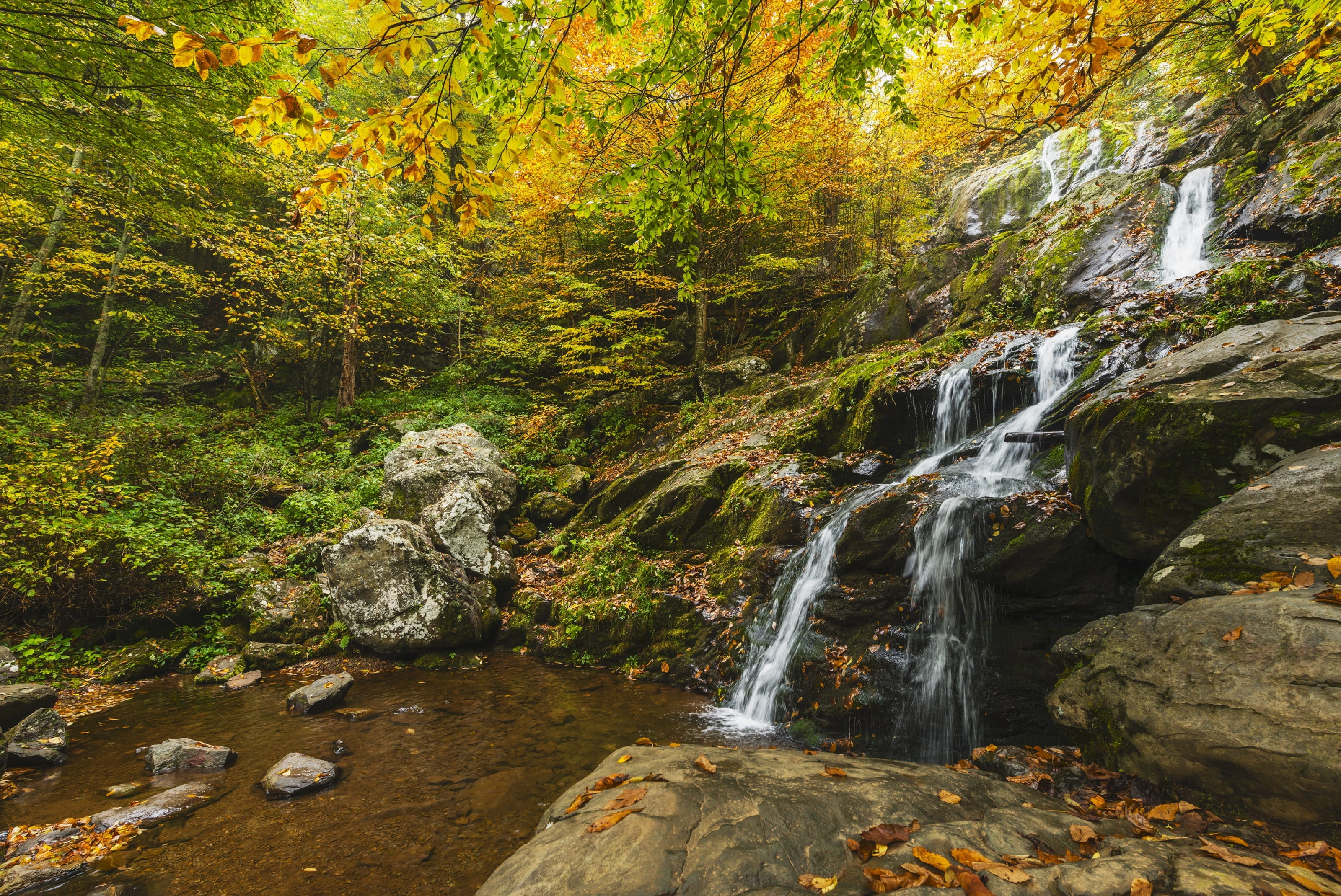 rainforest, dark hollow falls, falling water, 2K, rock, wilderness, virginia, forest, non-urban scene, blurred motion, waterfall, power in nature, autumn, HD Wallpaper