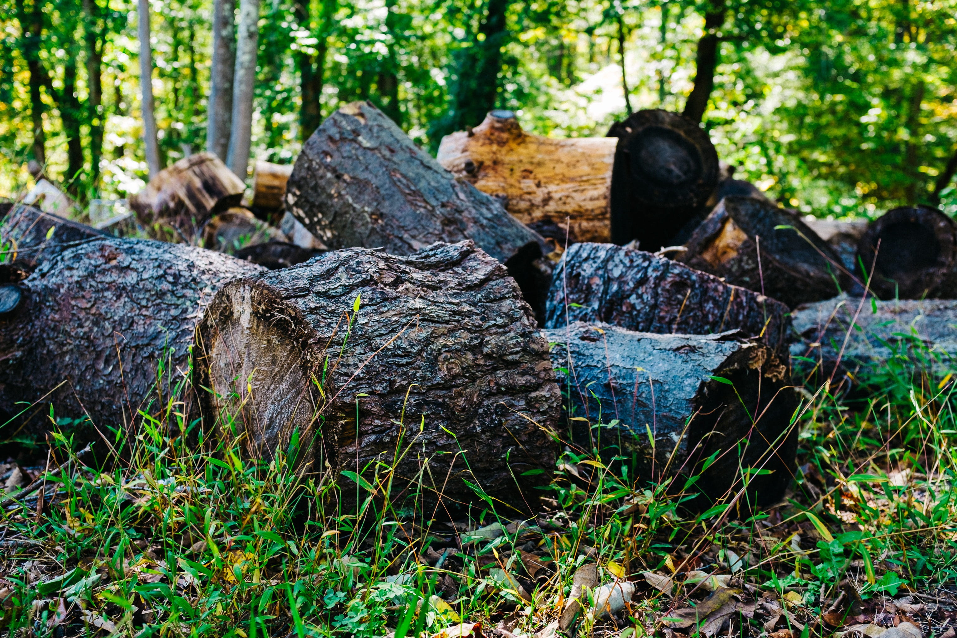 plant, stack, growth, wood, tranquility, timber, firewood, united states, log, bark, shenandoah national park, forest, solid, wood - material, focus on foreground, HD Wallpaper
