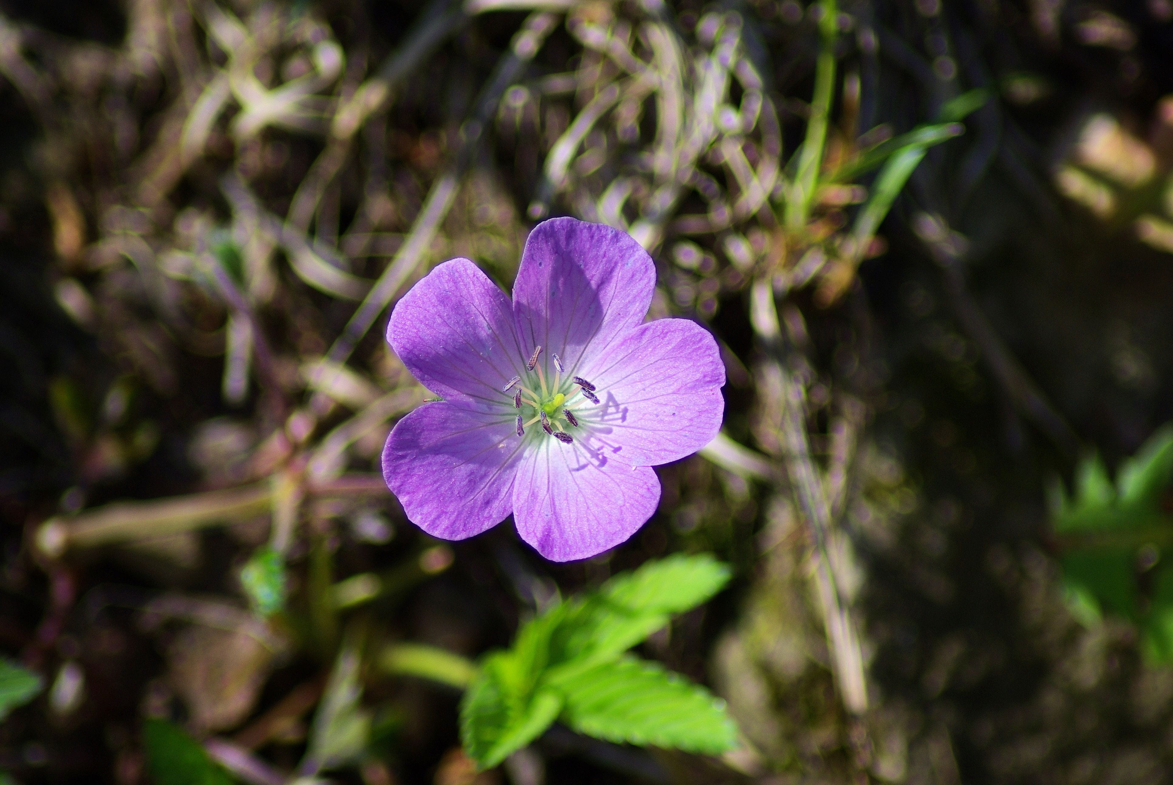 maid, vulnerability, close-up, flowers, shenandoah, bloom, root, flower, cranesbill, growth, alum, springtime, stamen, pollen, freshness, 4K, virginia, HD Wallpaper