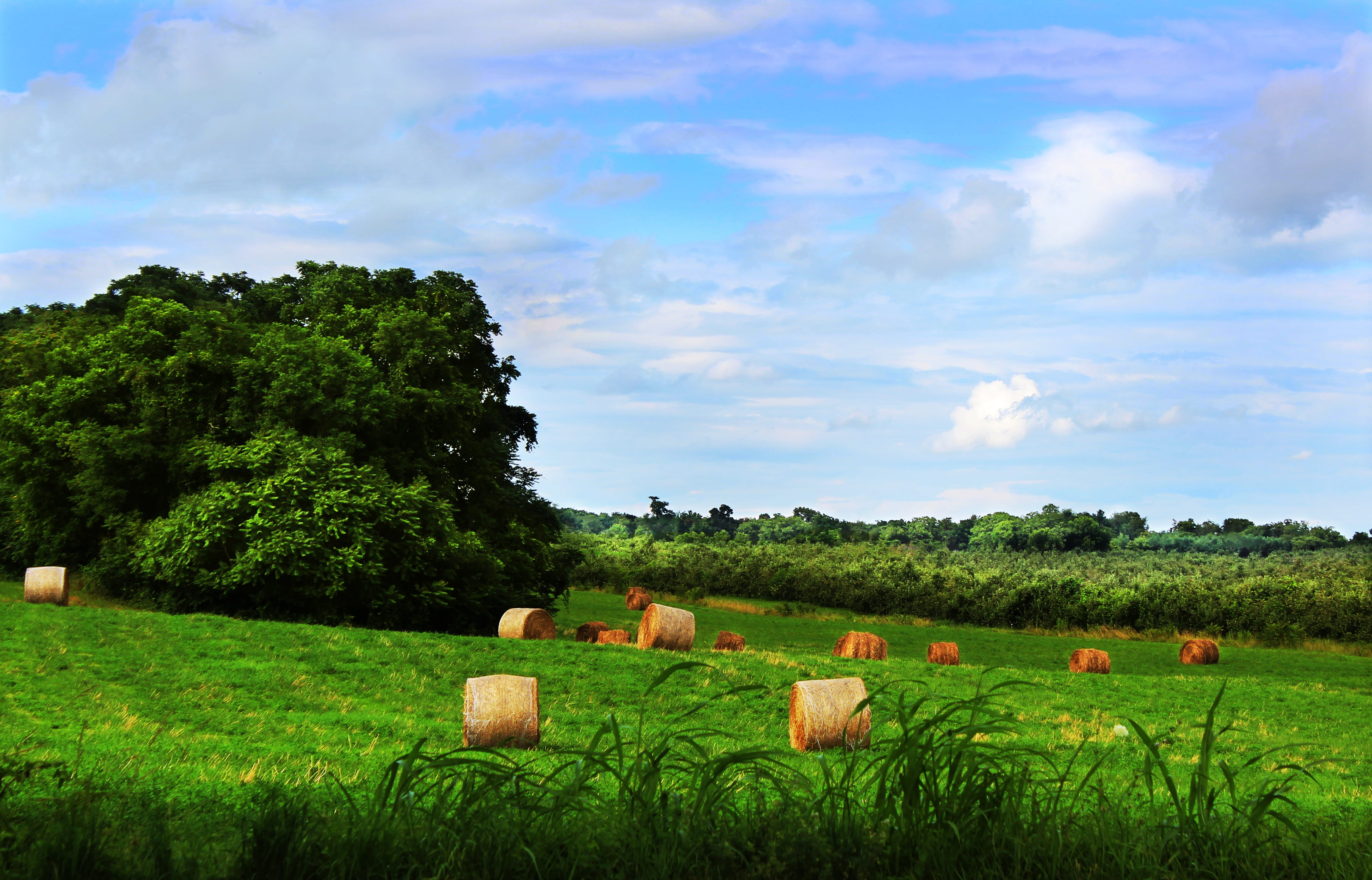 cloud - sky, nature, landscape, field, rural, farm, virginia, livestock, beauty in nature, land, no people, 4K, tree, shenandoah valley, scenics - nature, HD Wallpaper