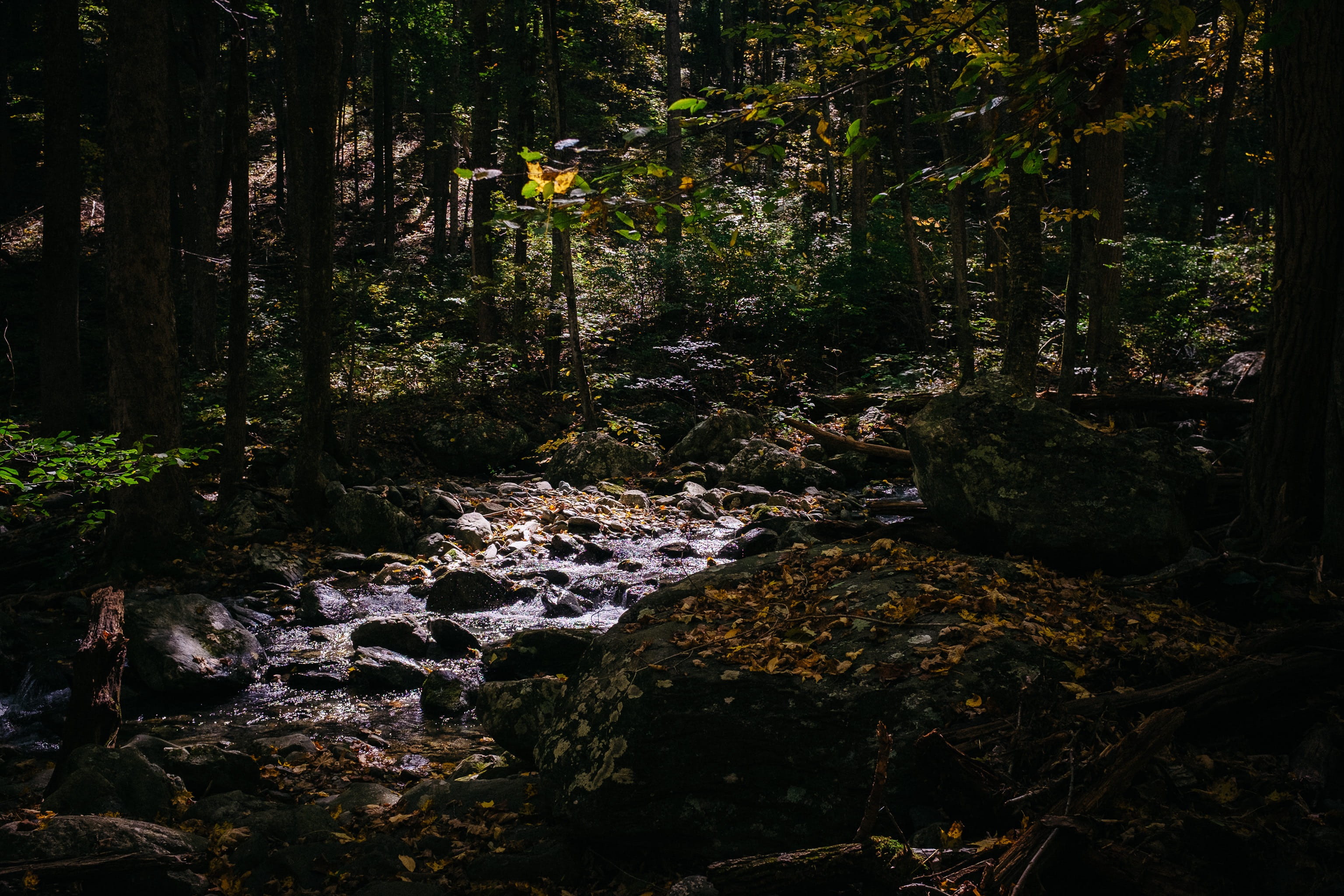 nature, flowing, scenics - nature, forest, tree, tranquility, non-urban scene, shenandoah national park, trees, outdoors, land, rock - object, growth, flowing water, HD Wallpaper