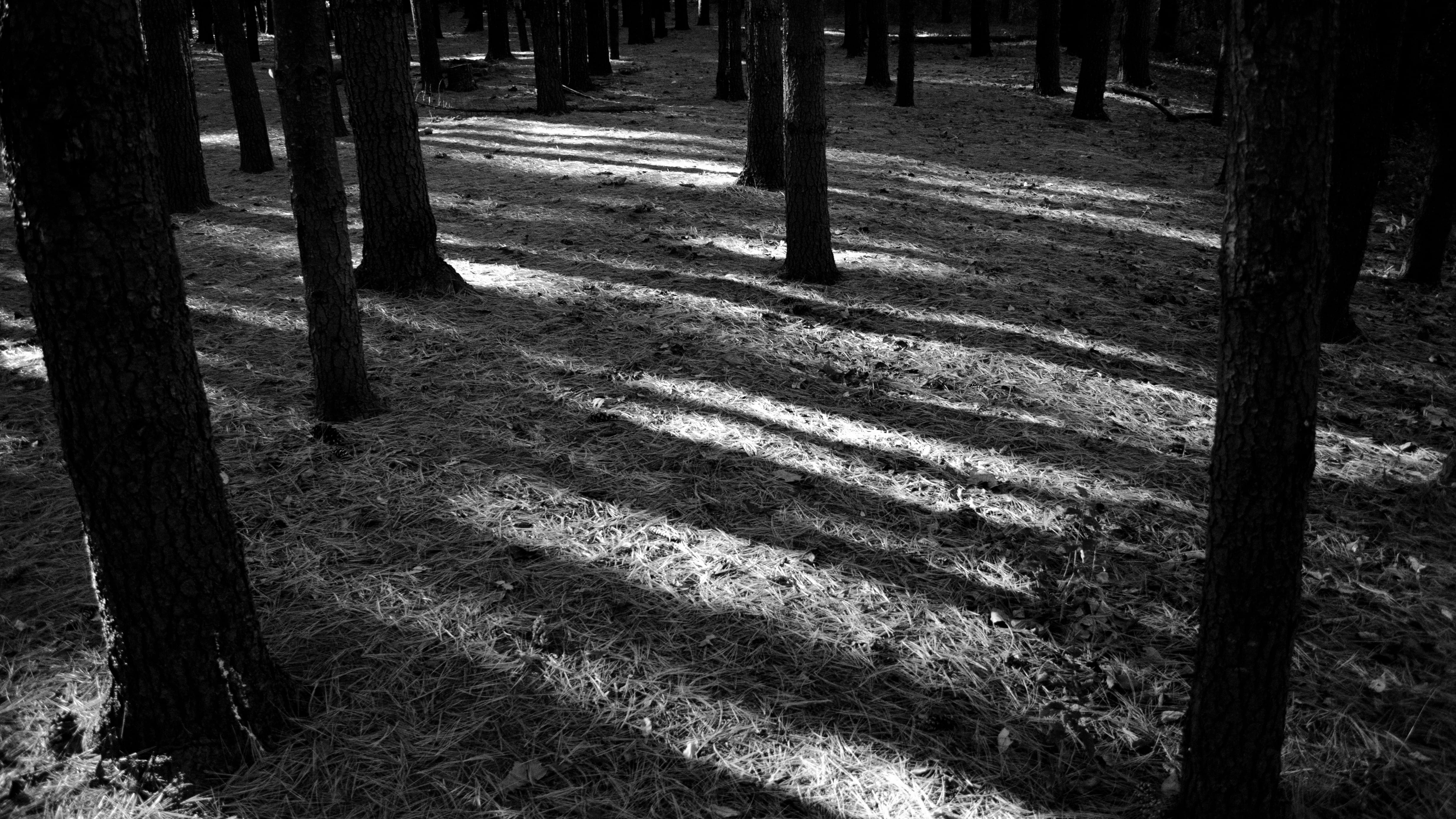 tranquil scene, trunk, sun ray, growth, field, united states, pine, sunlight, nature, 4K, trees, tranquility, outdoors, shadow, grass, pine needle, forest, HD Wallpaper