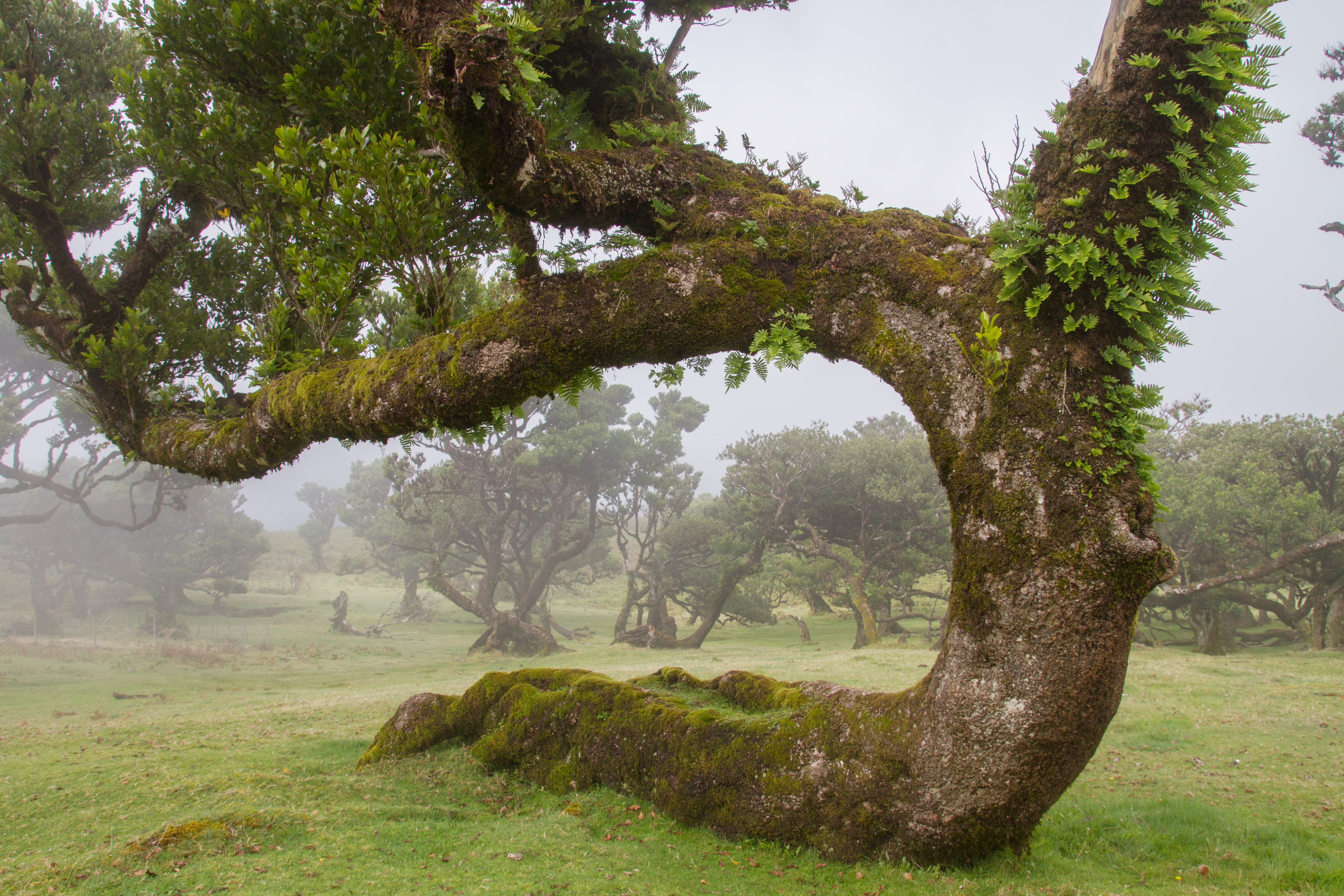 grass, laurel forest, environment, tree, madeira, land, leaf, old tree, nature, beauty in nature, day, plant, tranquil scene, green, outdoors, no people, HD Wallpaper