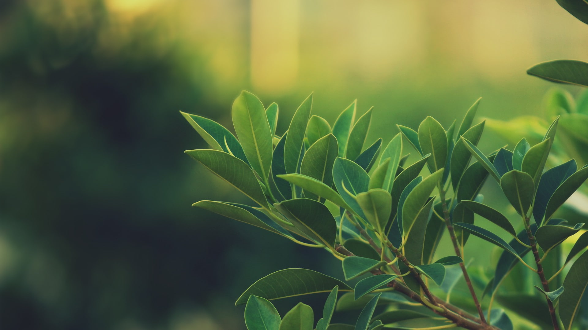 1080P, laurel, bay, landscapes, leaves, nature, land, HD Wallpaper