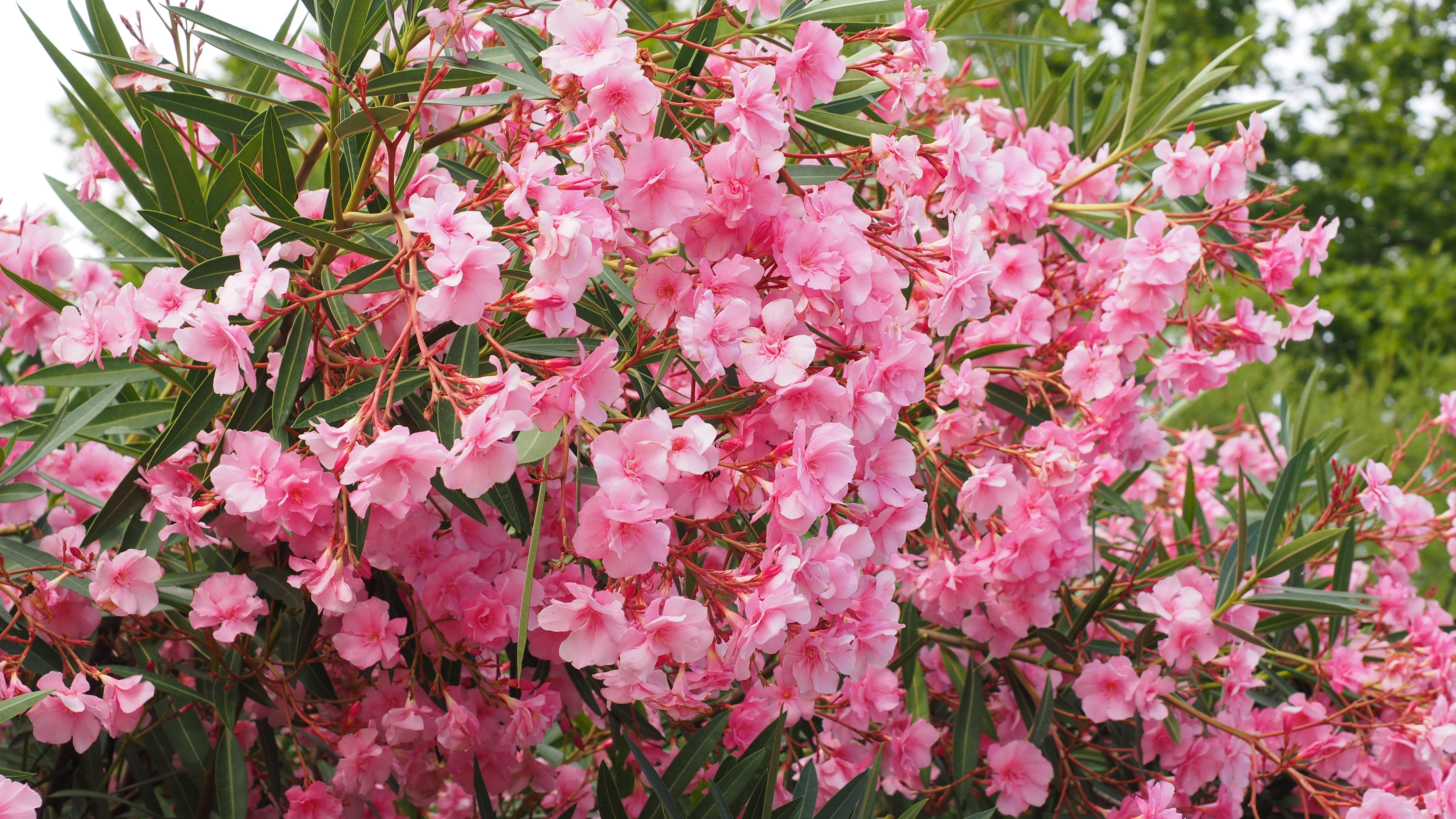 flowering plant, nature, gorgeous, bloom, soft pink, 4K, bush, plant, photography, fragility, flowers, close-up, flower, dog gift greenhouse, day, flower head, HD Wallpaper