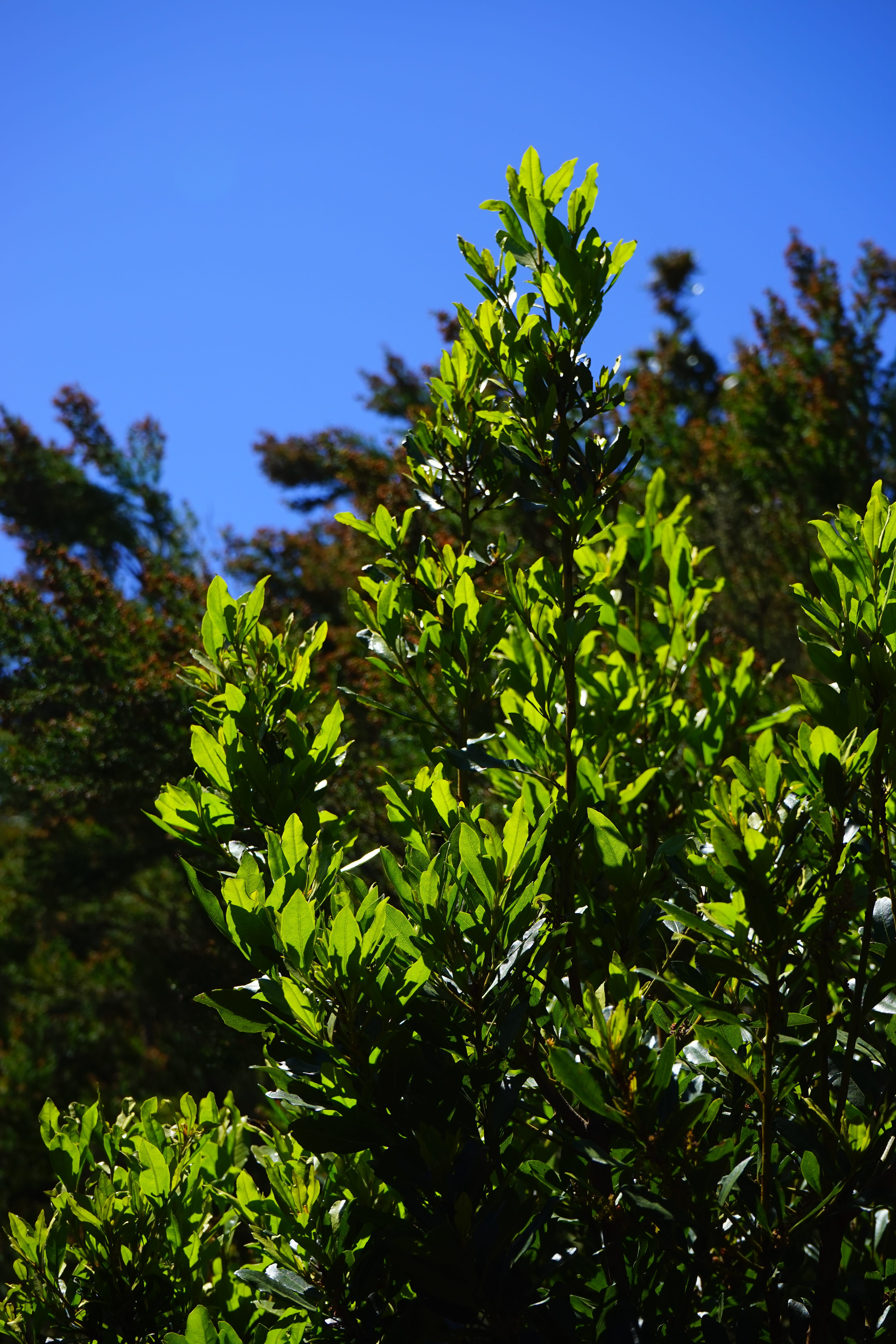 anaga mountains, tree, focus on foreground, Leaves, tranquility, Laurel Tree, sky, 5K, Laurel, Canary Laurel, nature, selective focus, parque rural de anaga, Phone HD Wallpaper