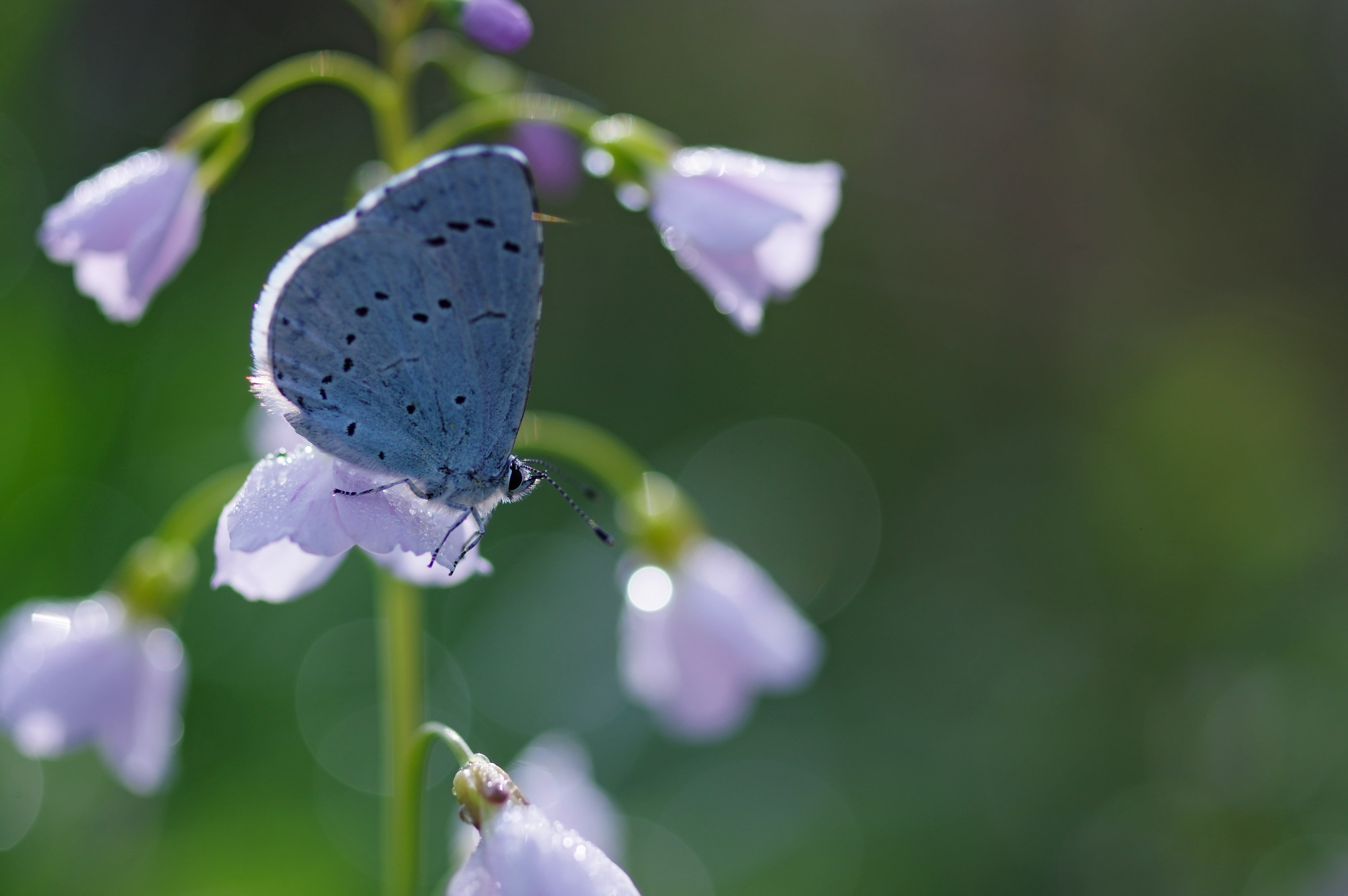 parcs, Azuré, Bolland, Liège, blue, flowers, purple, photo, Belgique, focus, macro, animal, butterfly, wildlife, butterfly - Insect, perched, beauty In Nature, HD Wallpaper