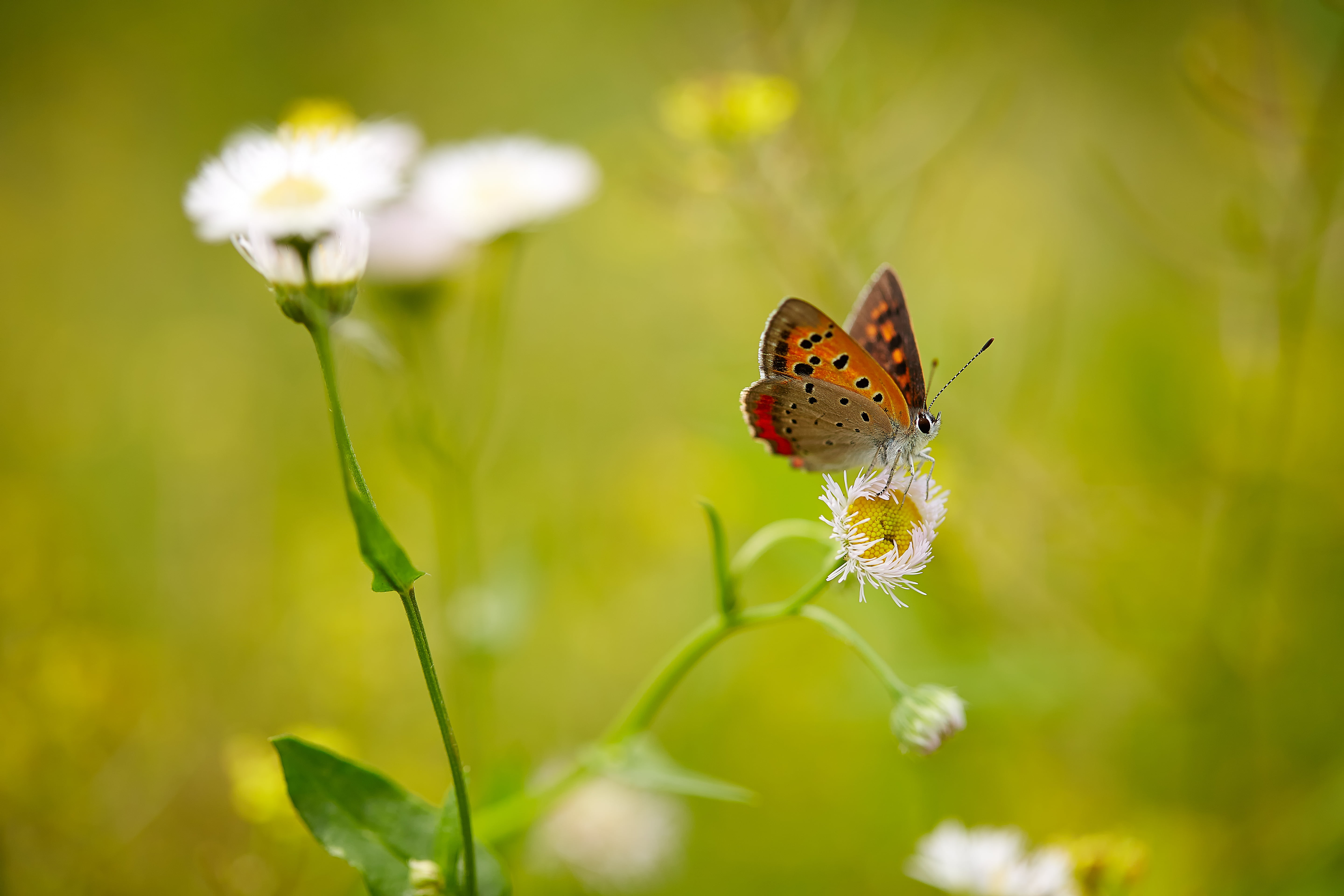 photography, focus, cluster, close-up, selective, summer, animal Wing, selective-focus, beauty In Nature, Canon, 日本, Journey, Ageo, macro, flower, nature, HD Wallpaper