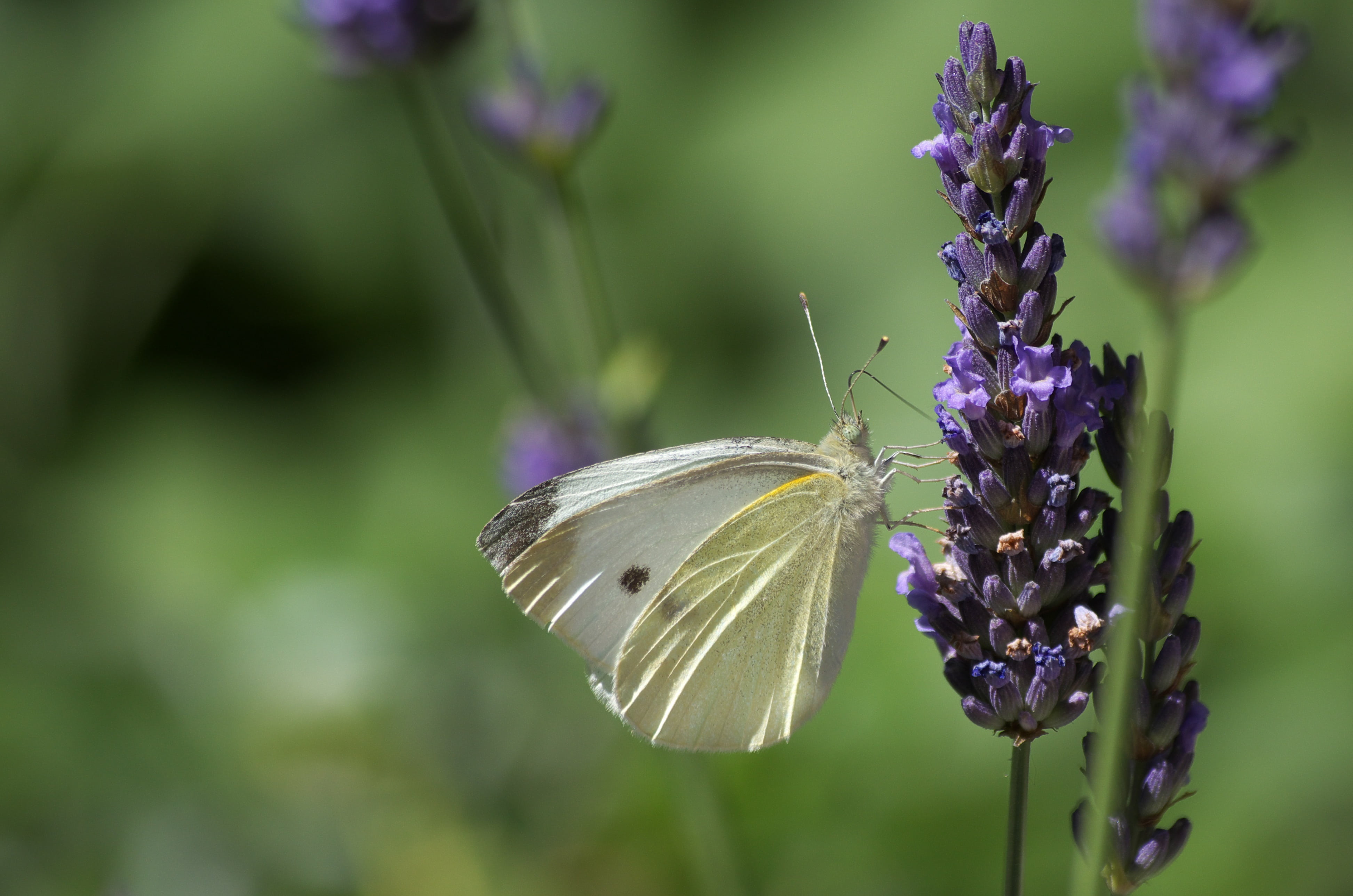 cabbage, garden, close-up, purple, butterfly - Insect, 4K, focus on foreground, white, fragrance, fragility, selective, pollination, outdoors, animal world, HD Wallpaper