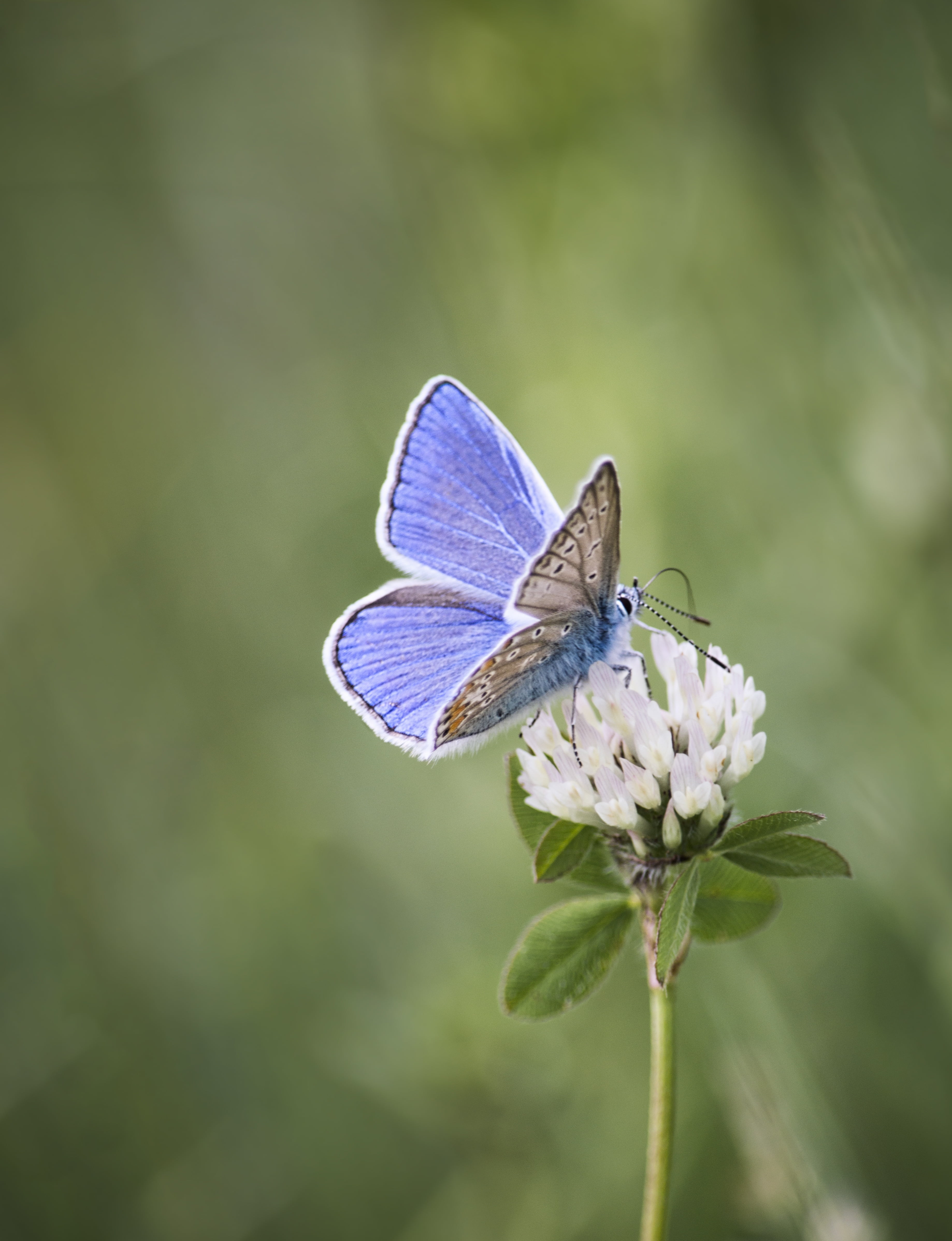 coloring, summer, day, plant, animal Wing, close-up, white, fragility, focus on foreground, animals in the wild, wings, butterfly - Insect, selective, green, Phone HD Wallpaper