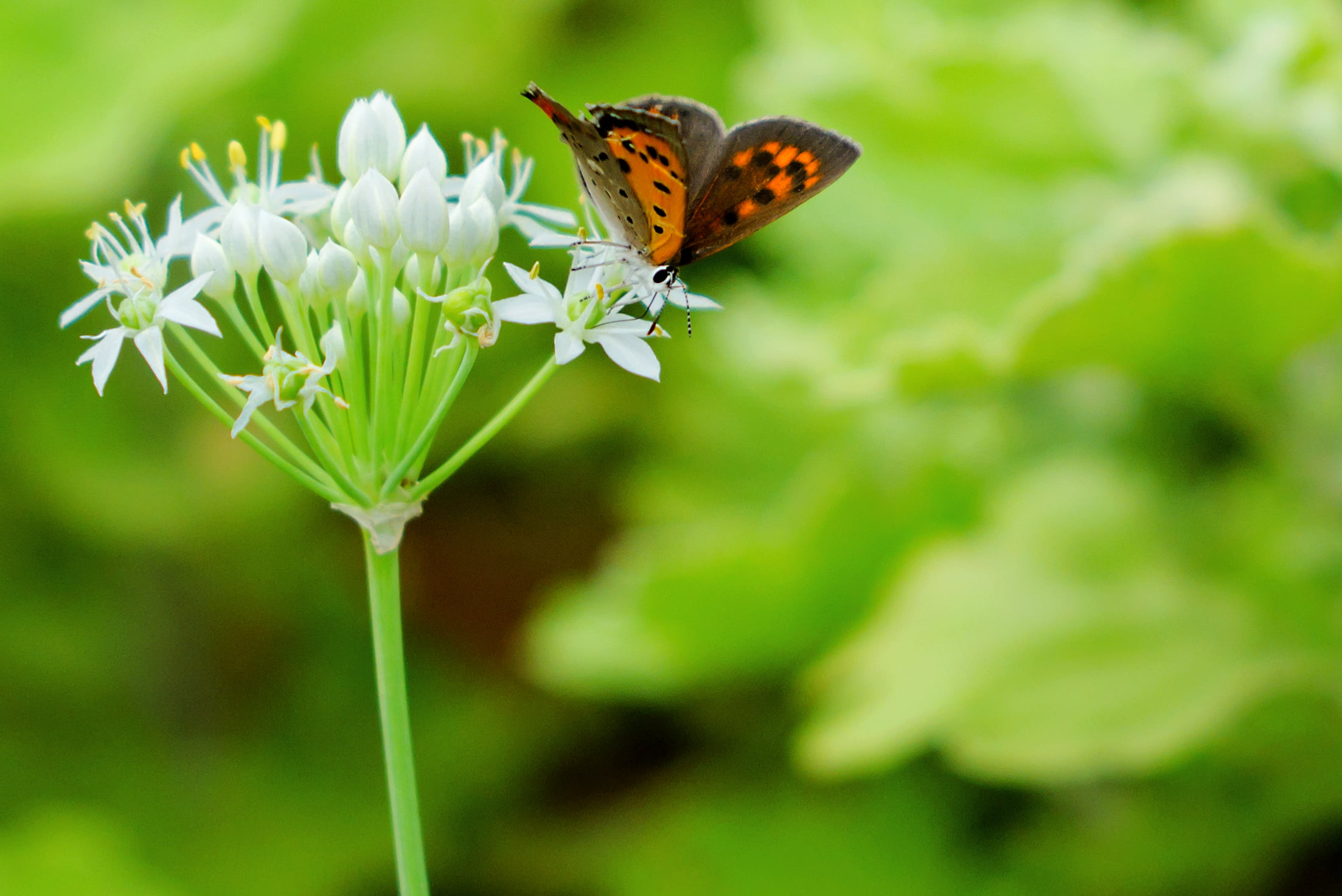Plant, Street, feeding, Flower, Outdoor, Garlic, Animal, focus, brown and orange, Butterfly, Macro, Small Copper, SIGMA, Leek, close-up, Bokeh, Aoba, Japan, HD Wallpaper