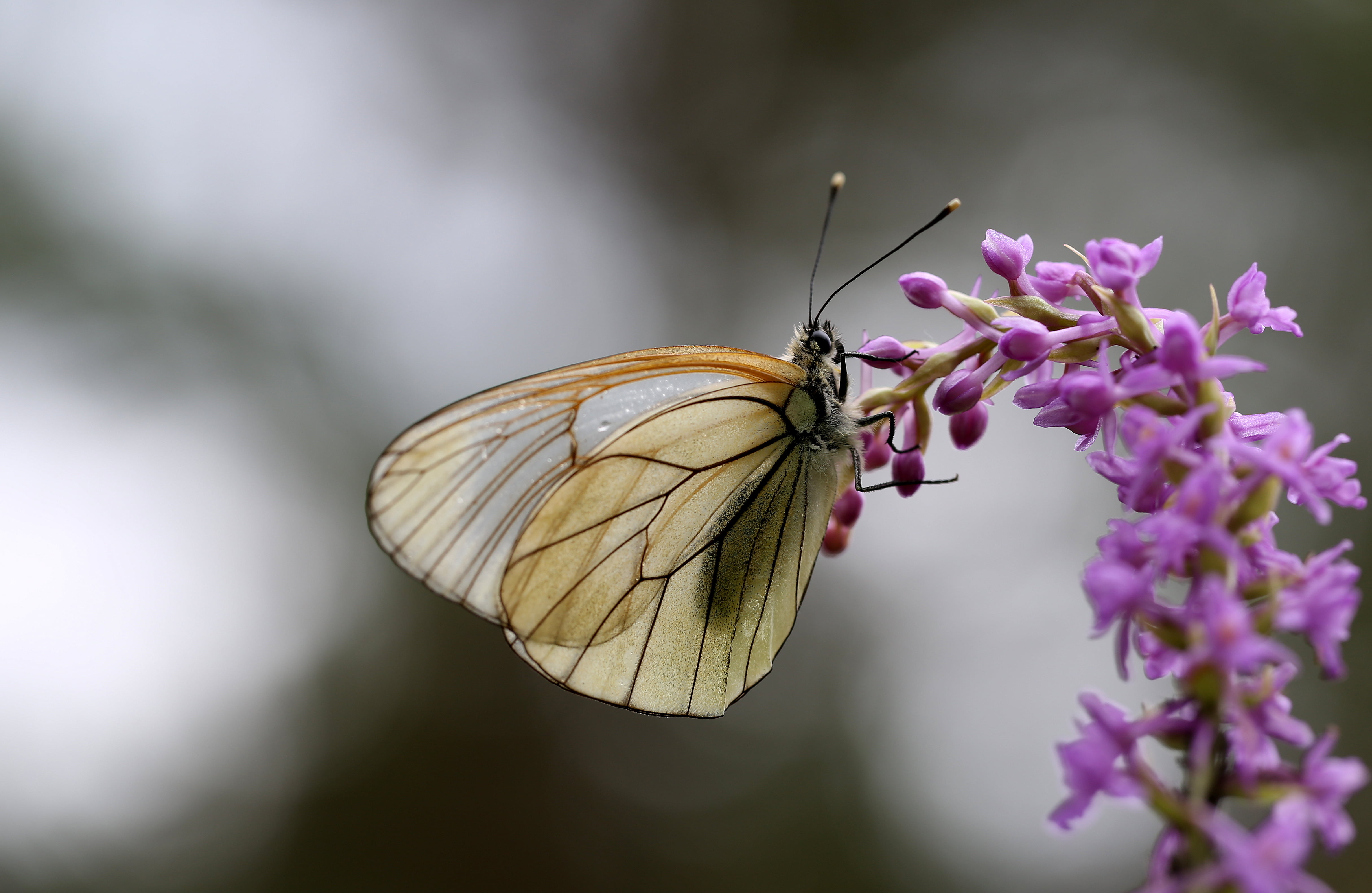 translucent, butterfly - Insect, butterfly, animal, purple flower, orchid, antennae, flower, purple, close-up, summer, lepidoptera, focus, jenny, nature, HD Wallpaper