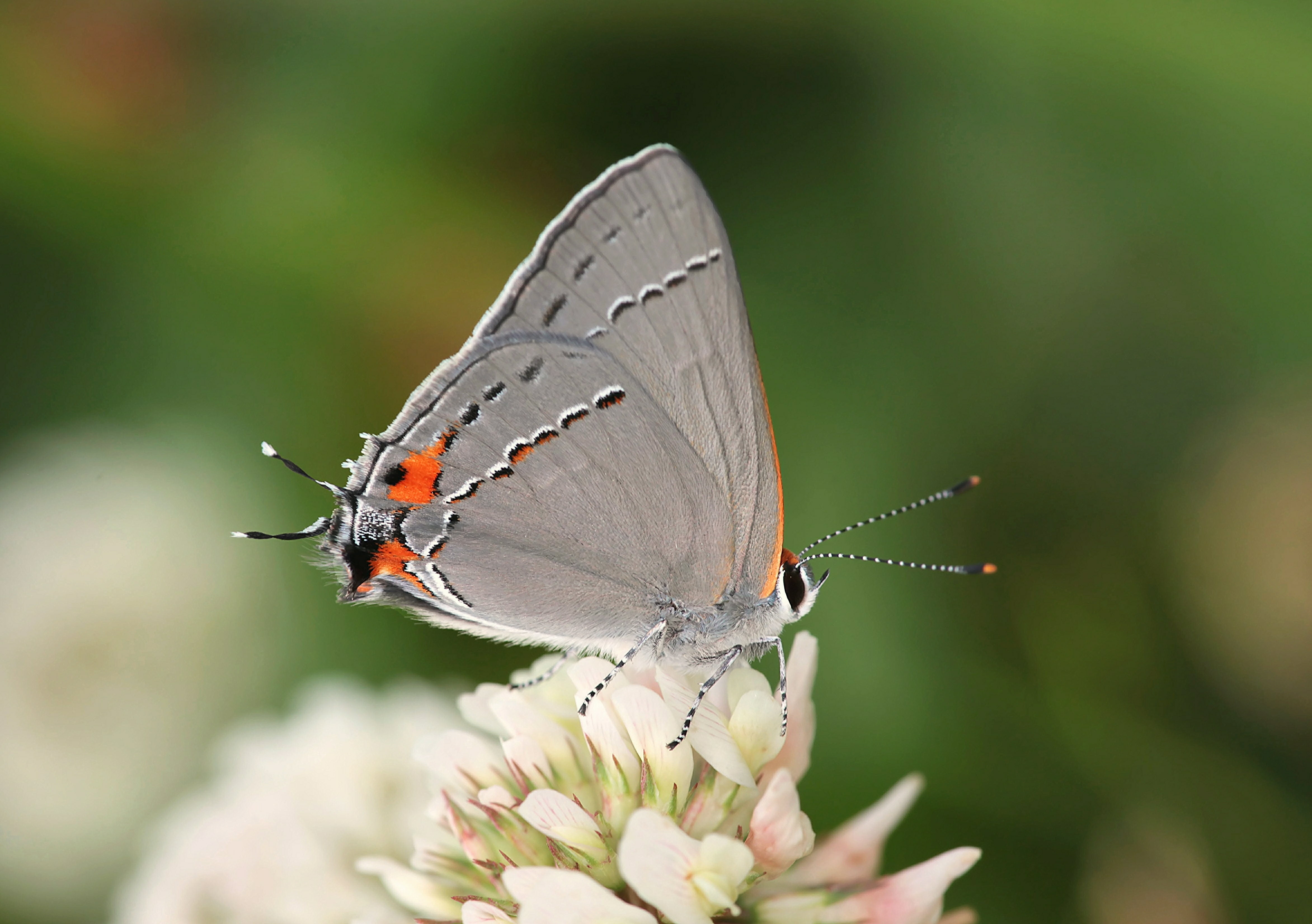 petaled, close-up, butterfly - Insect, wildlife, photography, daytime, Strymon melinus, white, summer, beauty In Nature, animal, animal Wing, grey, flower, HD Wallpaper
