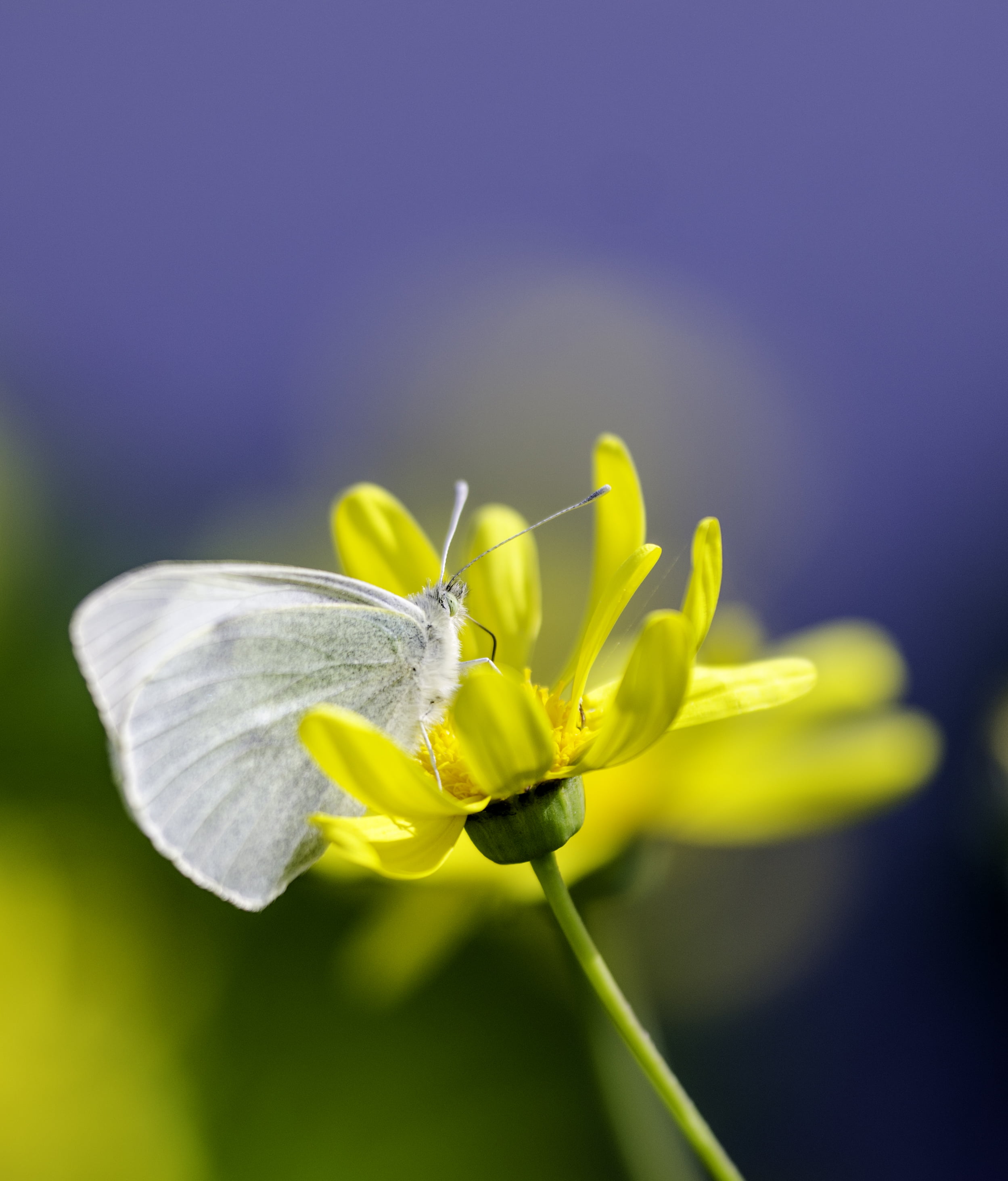 insects, de, animal Wing, flower, insect, la, animal, Nikon D7000, summer, primavera, macro, Mariposa, petaled, close-up, flickr, fauna, flowers, 2K, color, Phone HD Wallpaper