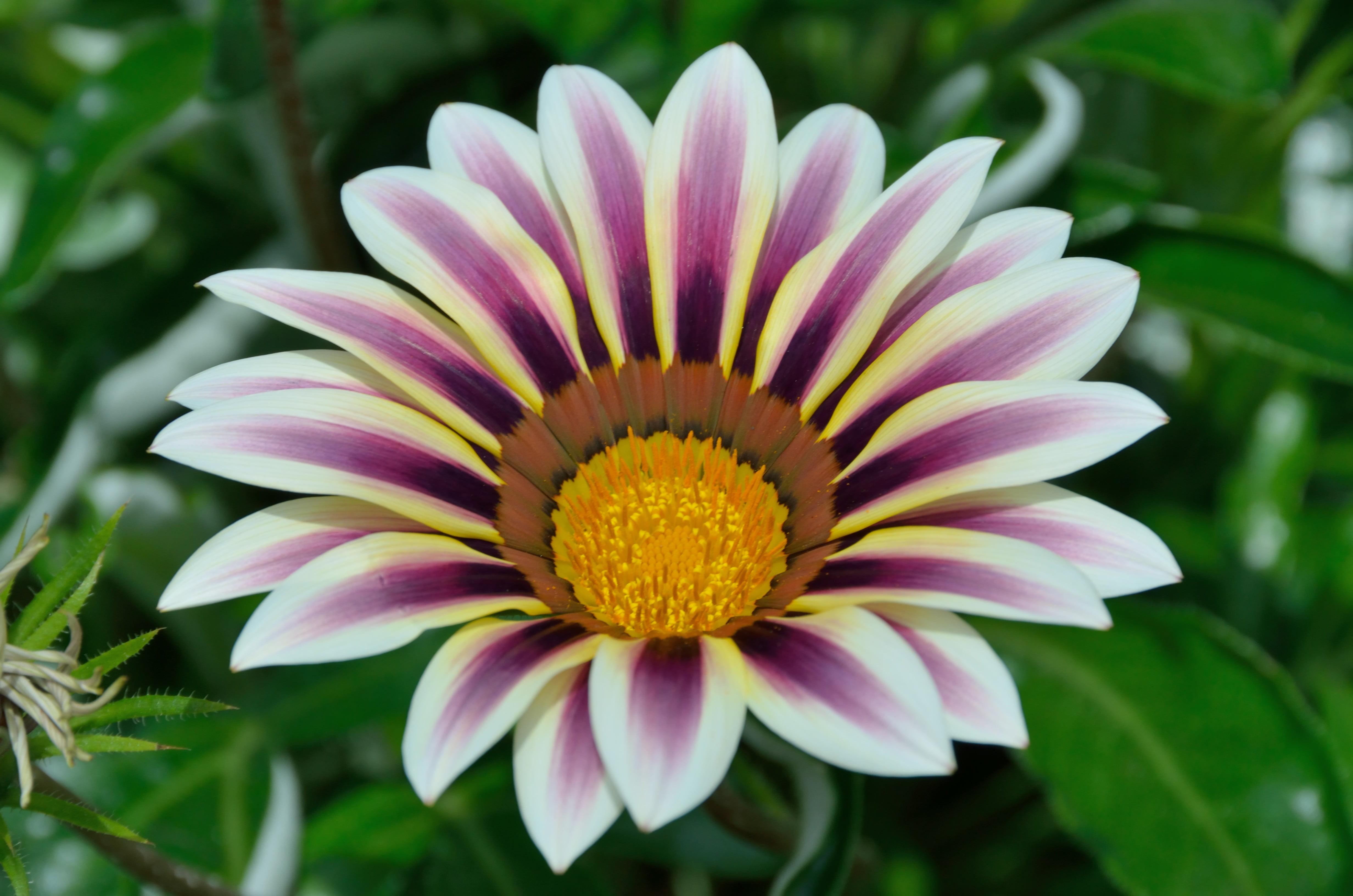 purple, nature, Singapore, photography, selective focus, 4K, petaled, beauty In Nature, focus, plant, Dome, Gardens by the Bay, Cute, flower, selective, HD Wallpaper