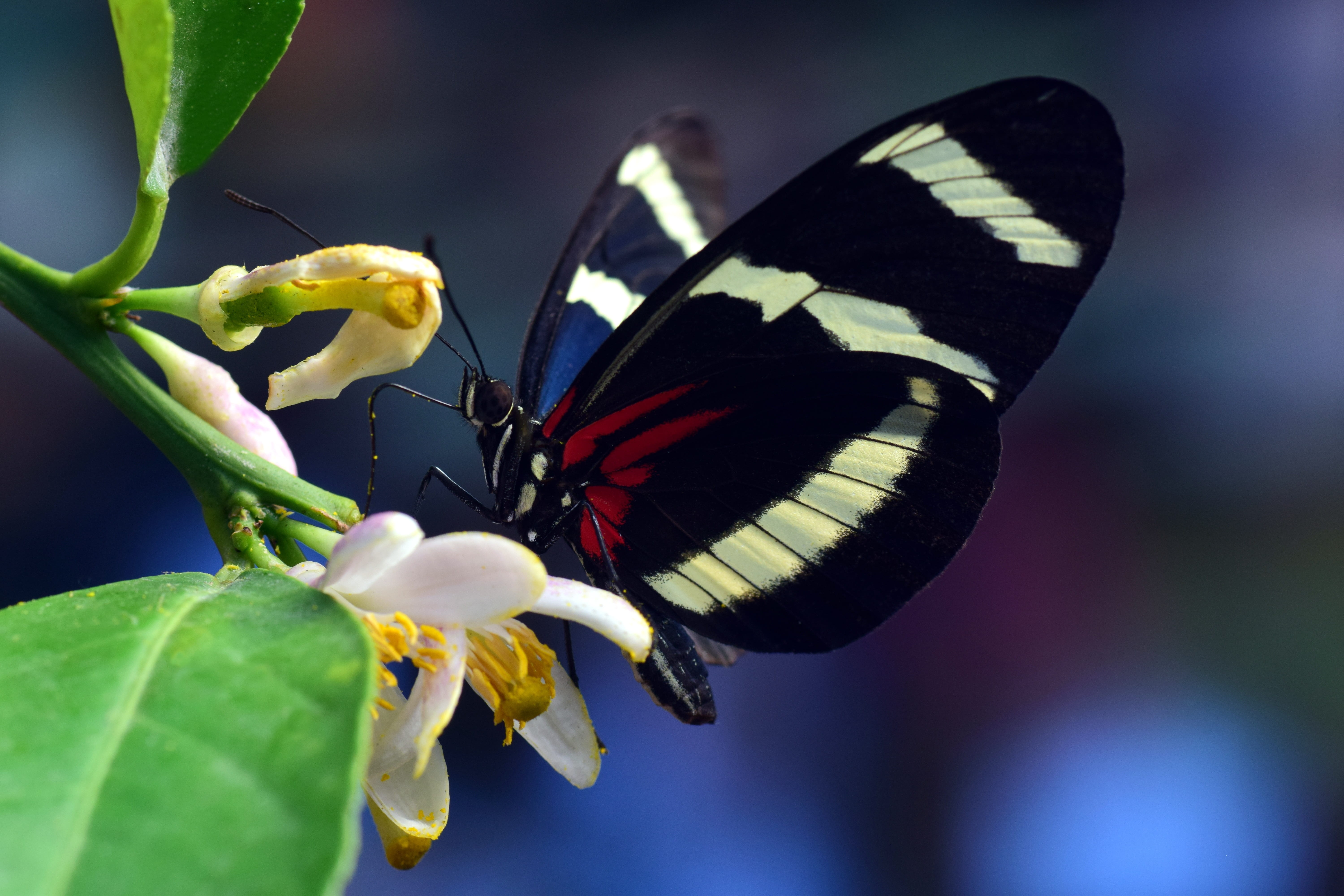 tropical, 5K, animal, animal wing, tender, colorful, white, nectar, animal themes, focus, petaled, no people, food, animal body part, flower head, one animal, HD Wallpaper