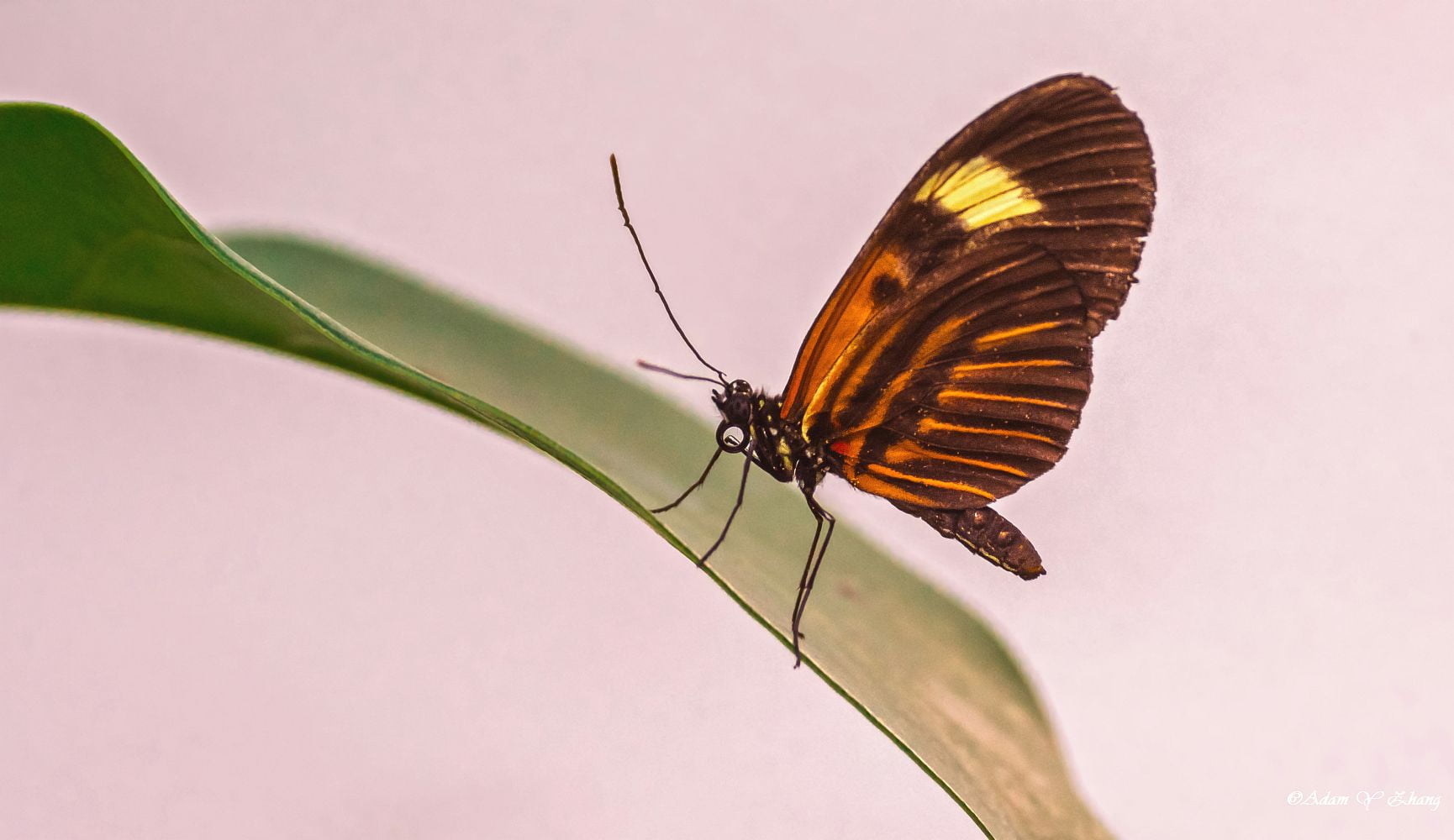 Photographer, butterfly - Insect, animal Wing, green leaf, Telephoto, brown, 720P, Close-Up, Balance Act, insect, selective focus, colorful, Nikon  DSLR, HD Wallpaper