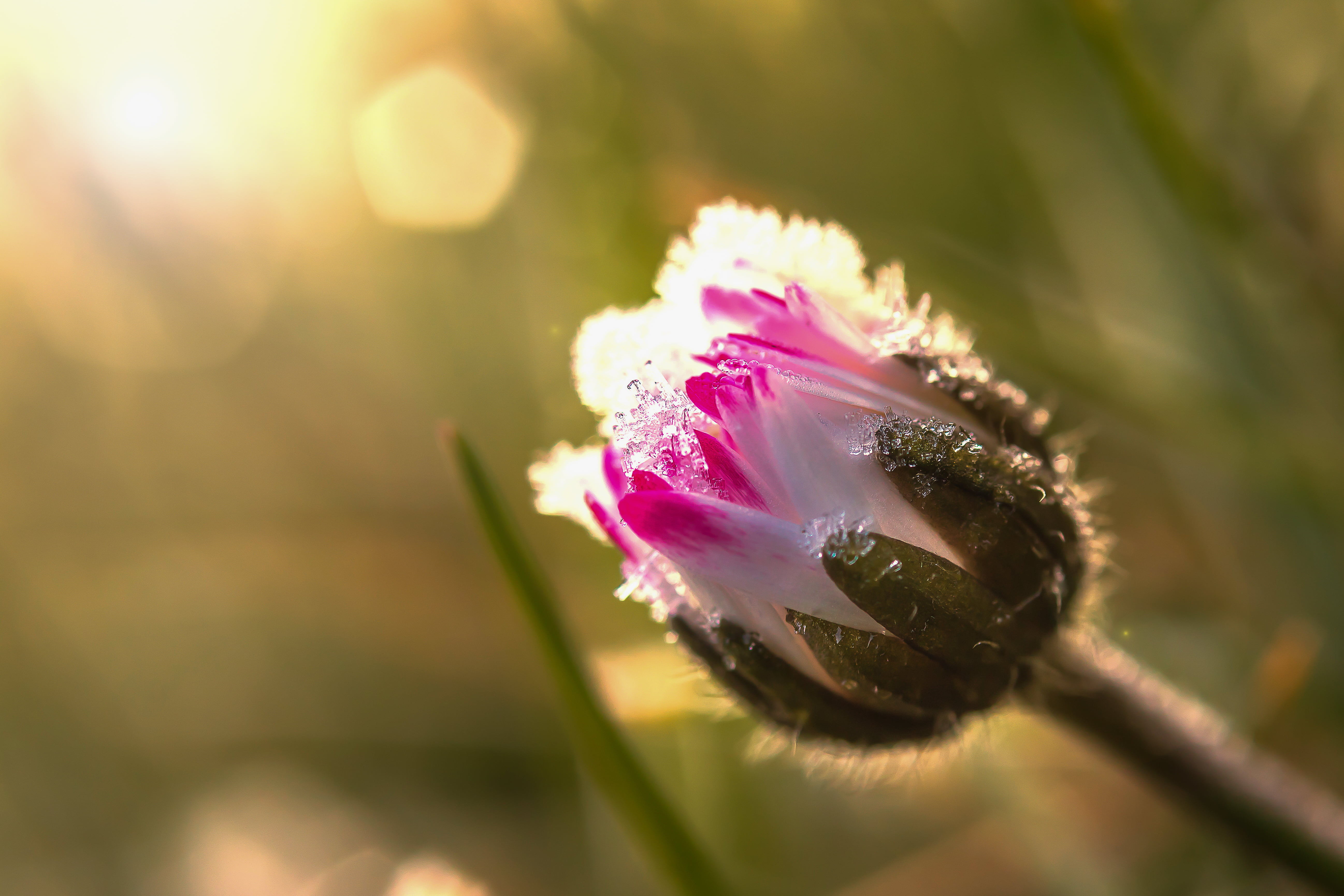 photography, pâquerette, blossom, summer, petal, petaled, focus, Sandrine, selective, macro, nature, sunrise, close-up, flower, white, flower Head, plant, HD Wallpaper