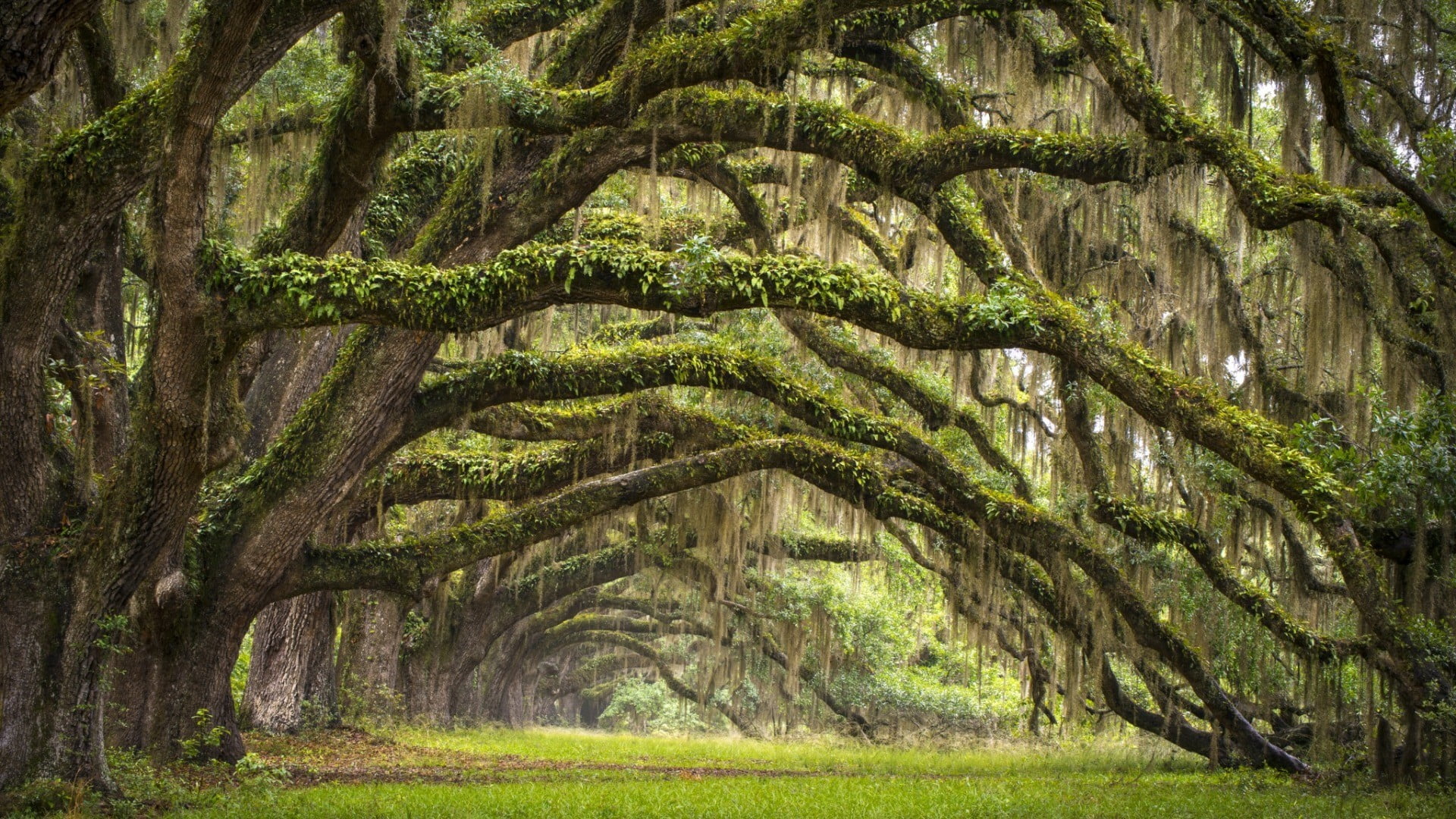 USA, outdoors, nature, South Carolina, tree trunk, non-urban scene, trees, scenics - nature, branch, green color, forest, field, tranquility, no people, HD Wallpaper