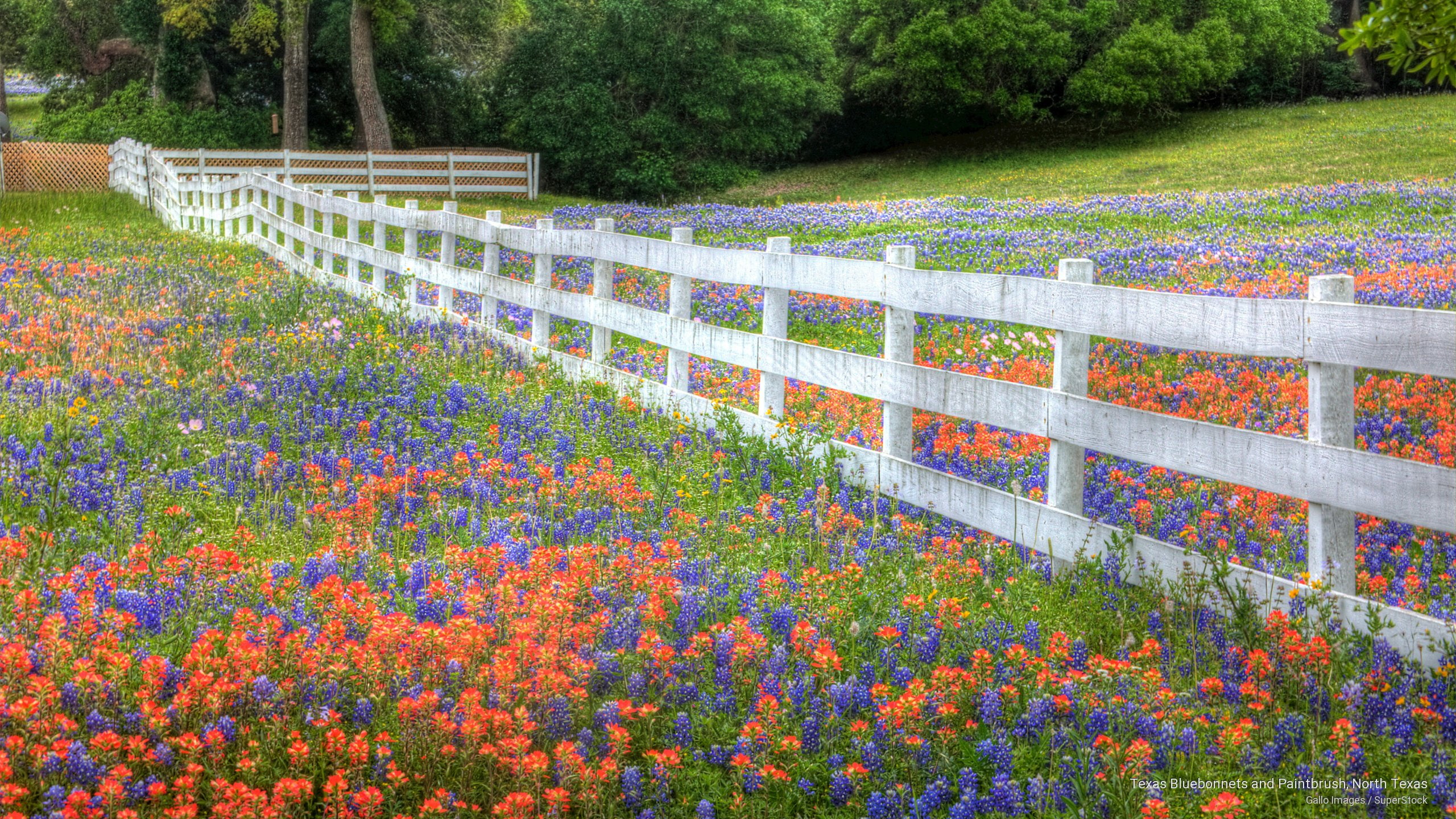 paintbrush, north, Spring/Summer, bluebonnets, 2K, texas, HD Wallpaper