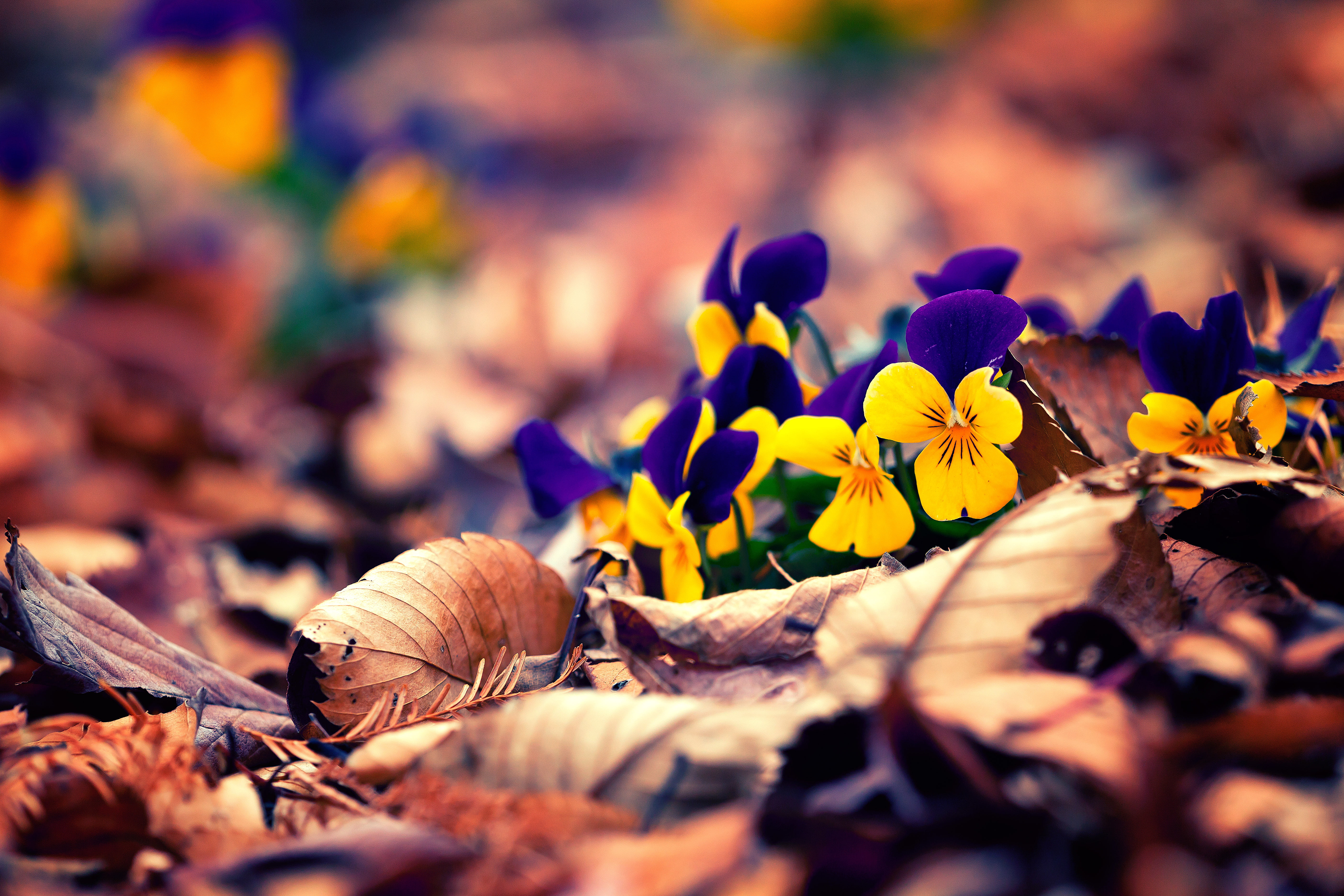 Flowers, Saitama  JAPAN, nature, shi, 日本, Winter, yellow and blue, macro, 5K, 冬, blue, パンジ, petaled, pansy, yellow, Canon  EOS, plant, HD Wallpaper