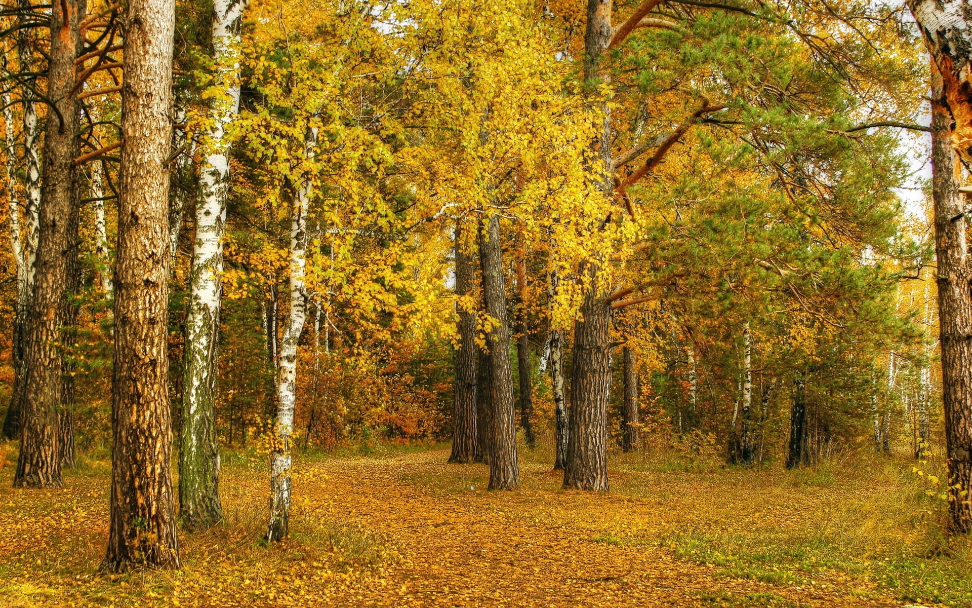Autumn, Forest, Yellow, 1080P, Trees, Birch, Leaves, HD Wallpaper