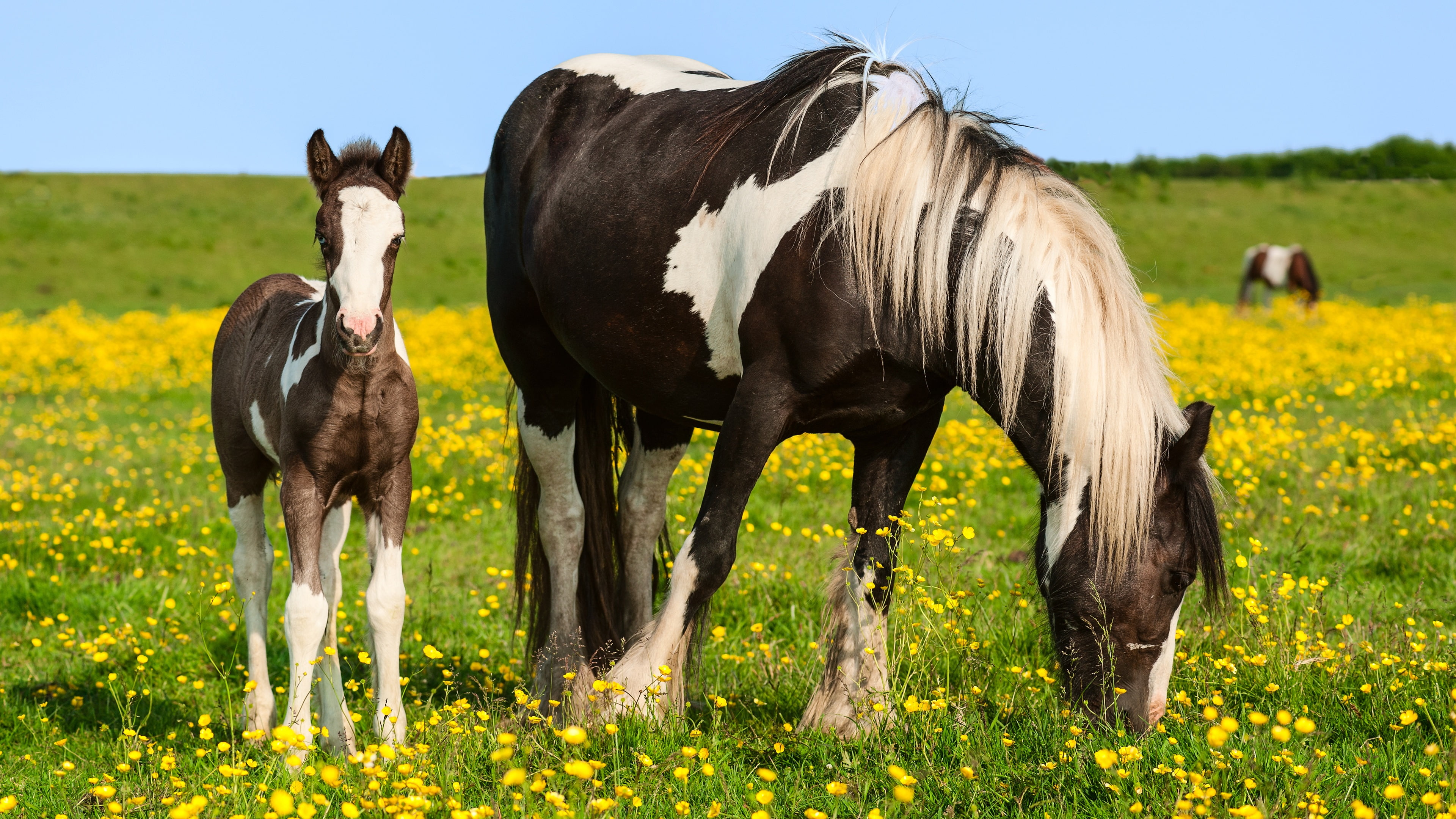 Grass, Horses, Summer, 4K, Wildflowers, HD Wallpaper