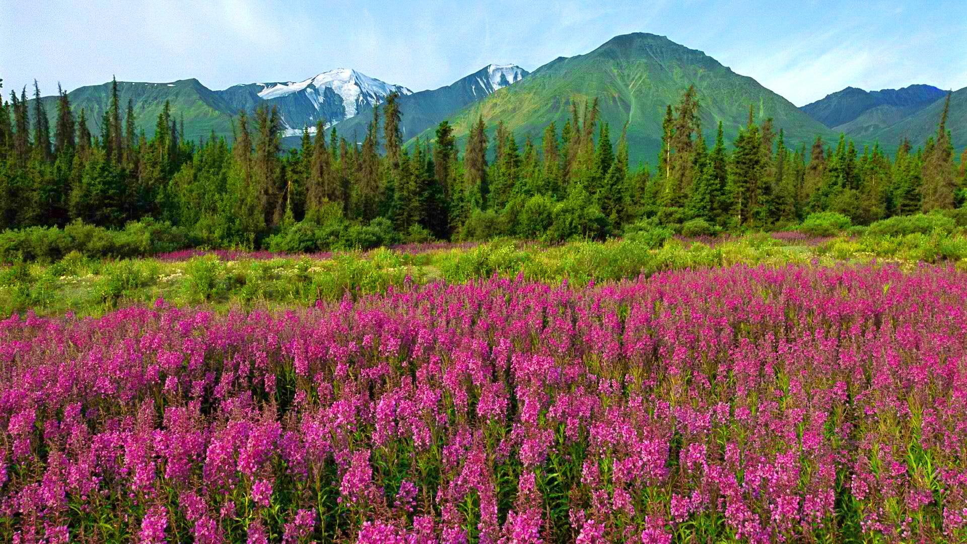 1080P, petaled, cluster, mountain, flowers, canada, trees, pretty, summer, national park, peaks, pink, spring, wildflowers, lovely, HD Wallpaper