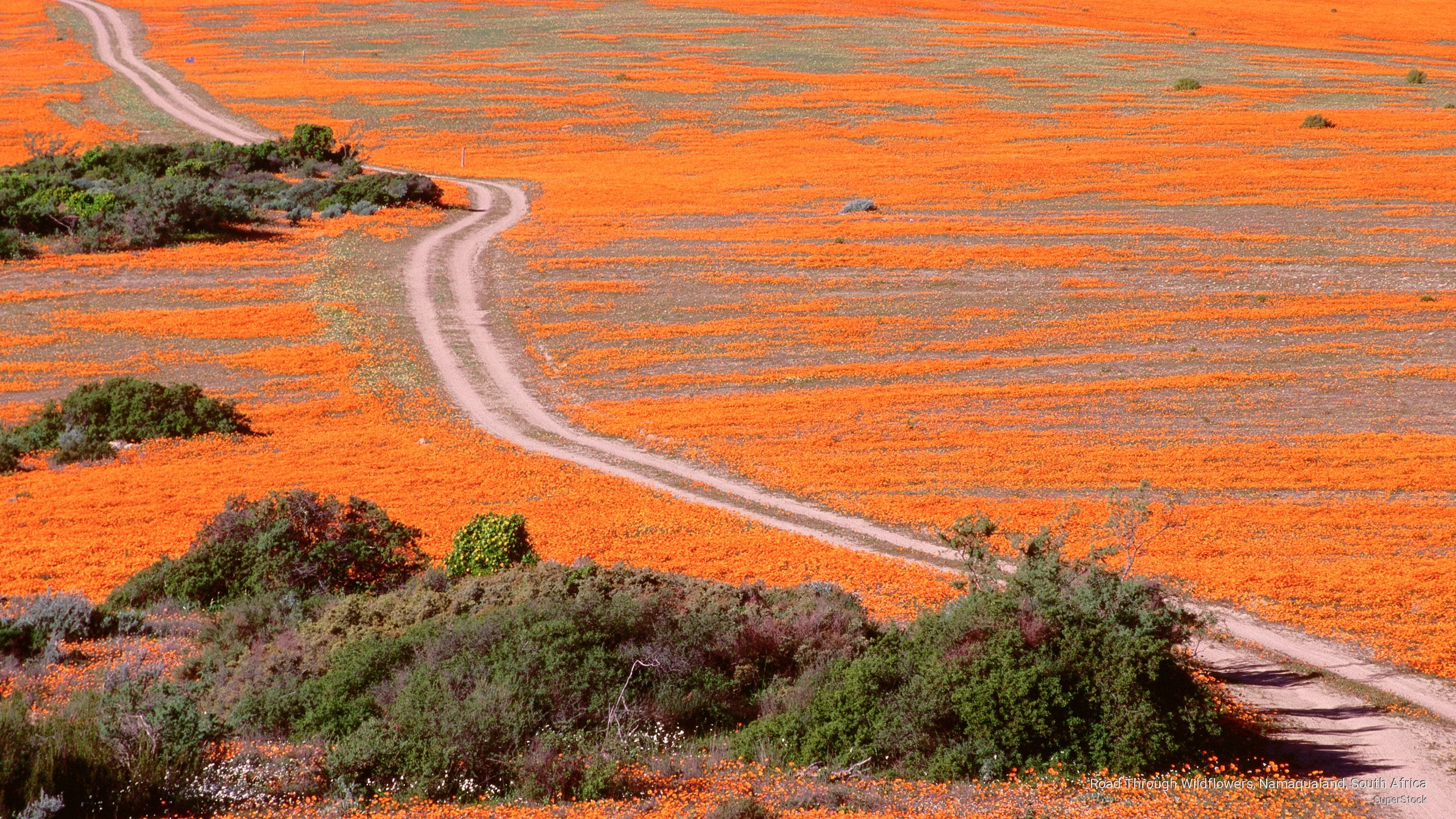 wildflowers, africa, Spring/Summer, south, road, namaqualand, 2K, HD Wallpaper