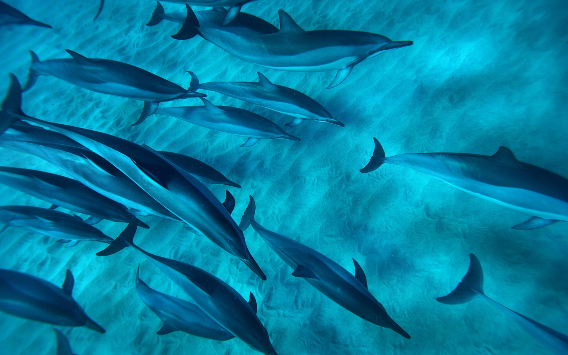 Hawaiian, Dolphins, Sea, 1080P, States, school, Blue, United, Spinner, HD Wallpaper