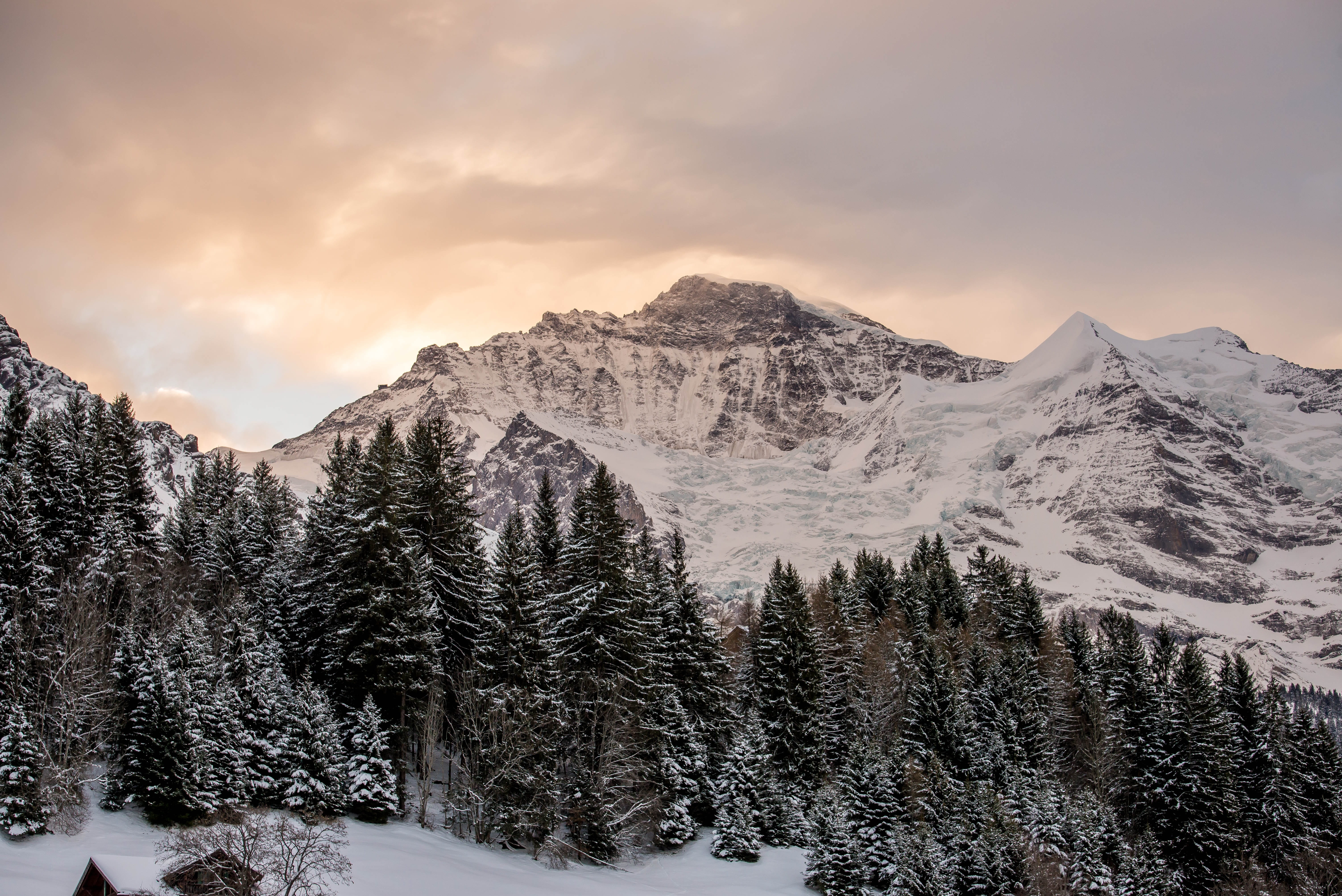 non-urban scene, cold, tree, cold temperature, beauty in nature, tranquility, mountain range, scenics - nature, pine tree, coniferous tree, bernese alps, HD Wallpaper