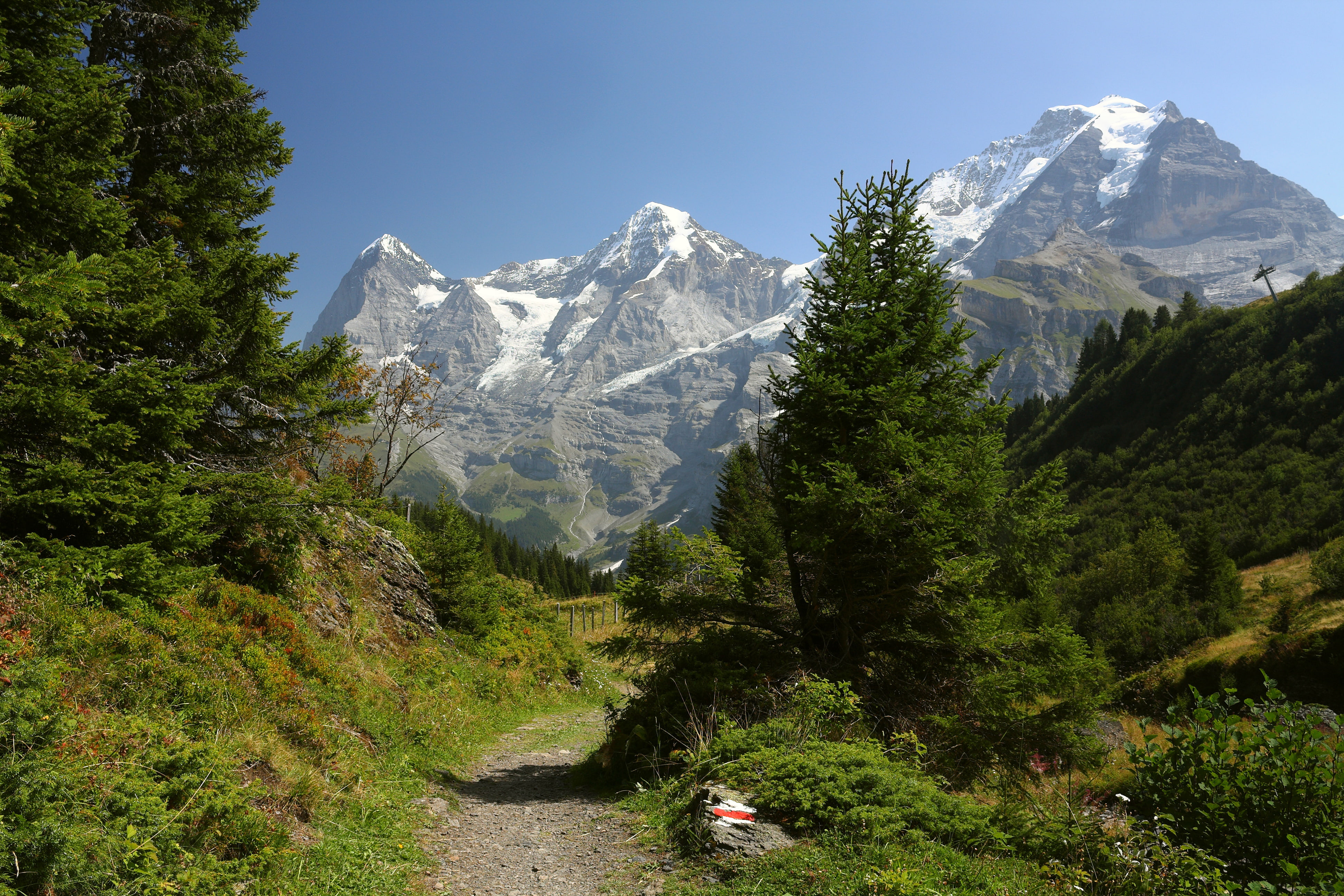 nature, region, 4K, spruce, grass, jungfrau, switzerland, trail, mountains, photo, HD Wallpaper