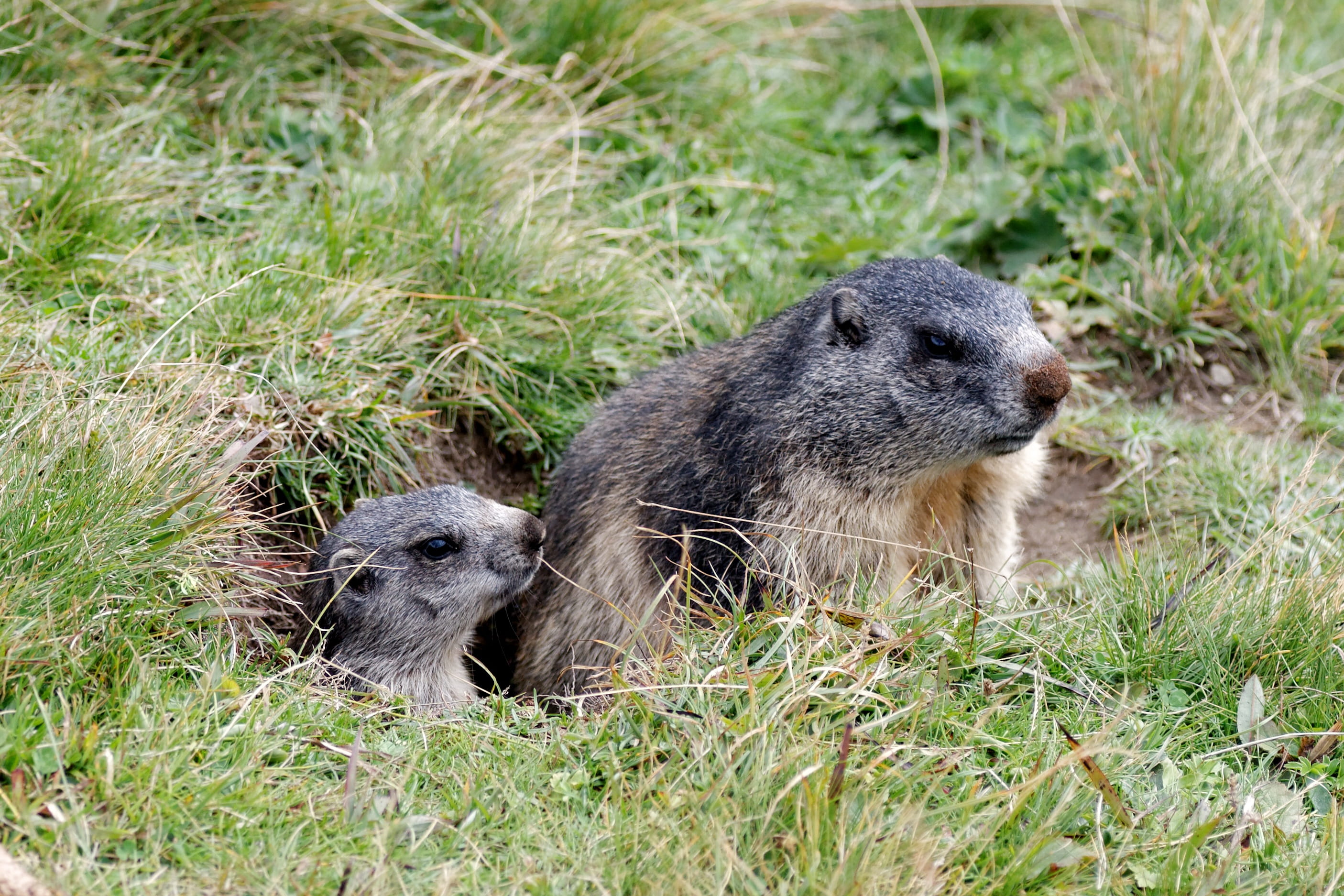 animal themes, young animal, day, grass, animal wildlife, otter, Valais, prairie Dog, mammal, underwater, Aletsch Glacier, group of animals, two animals, HD Wallpaper