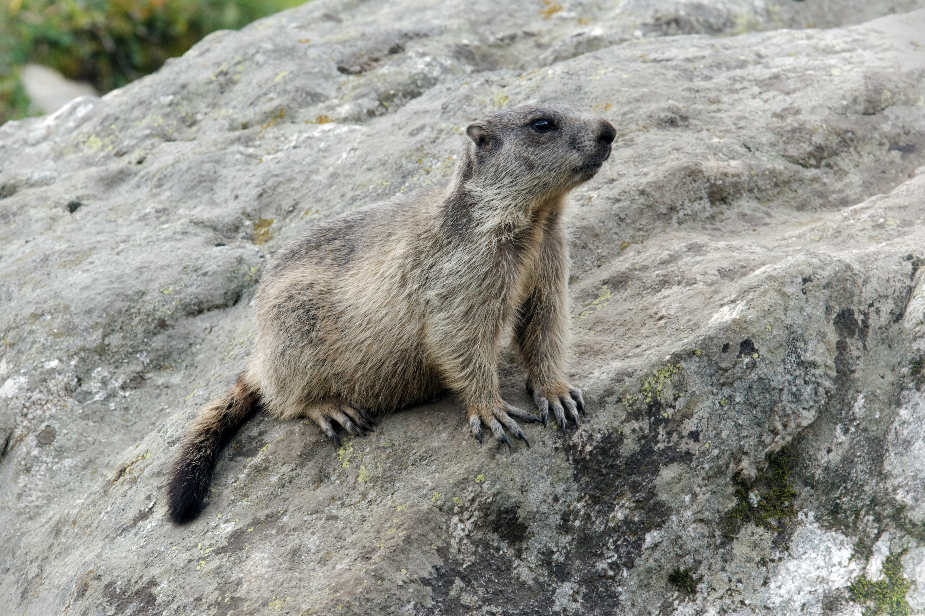 animal, day, aletsch glacier, animal wildlife, solid, switzerland, nature, portrait, no people, animals in the wild, focus on foreground, 2K, rodent, alertness, HD Wallpaper
