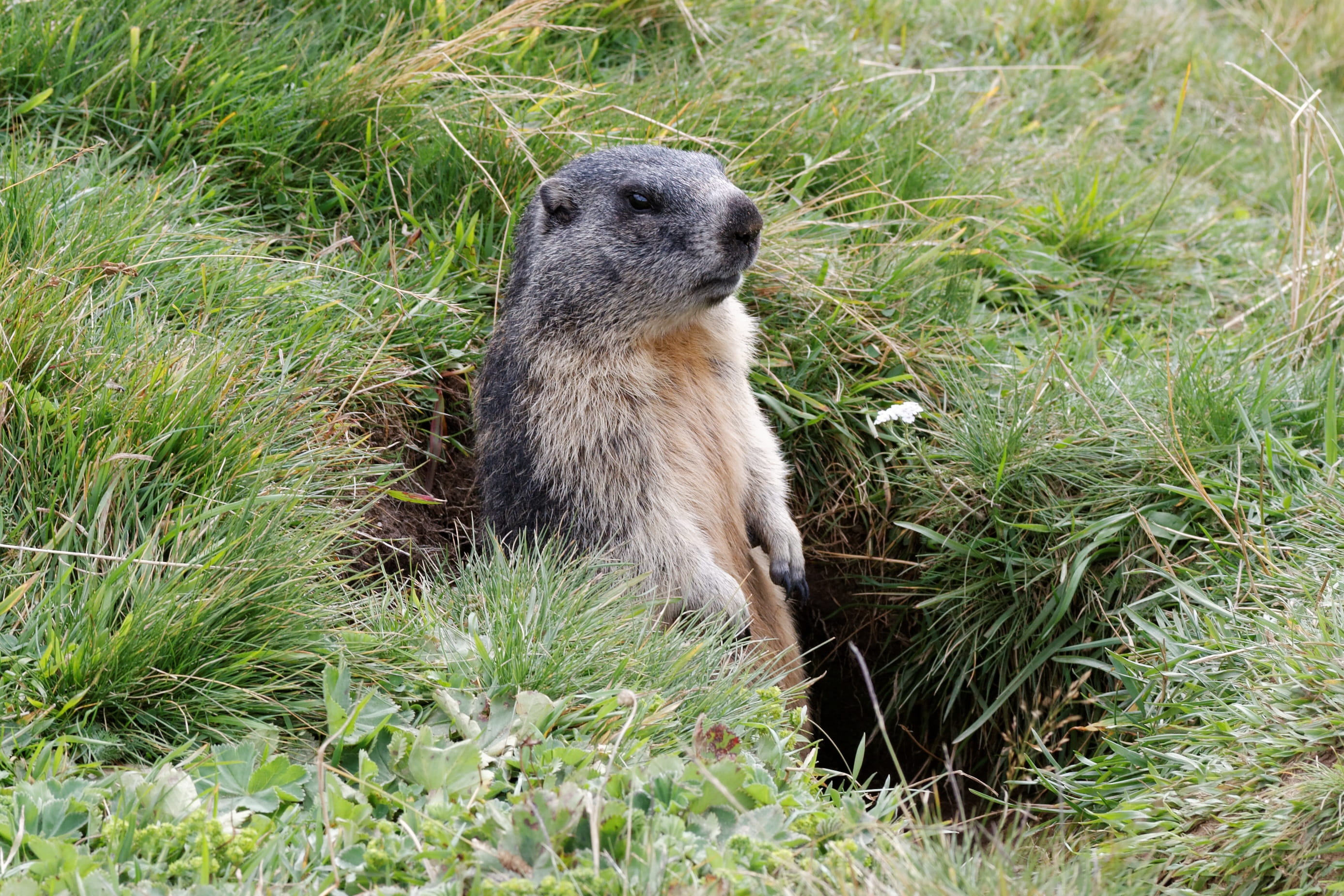 jungfrau region, no people, animal, sitting, growth, land, Valais, mammal, animals in the wild, plant, rodent, outdoors, field, grass, day, green color, HD Wallpaper