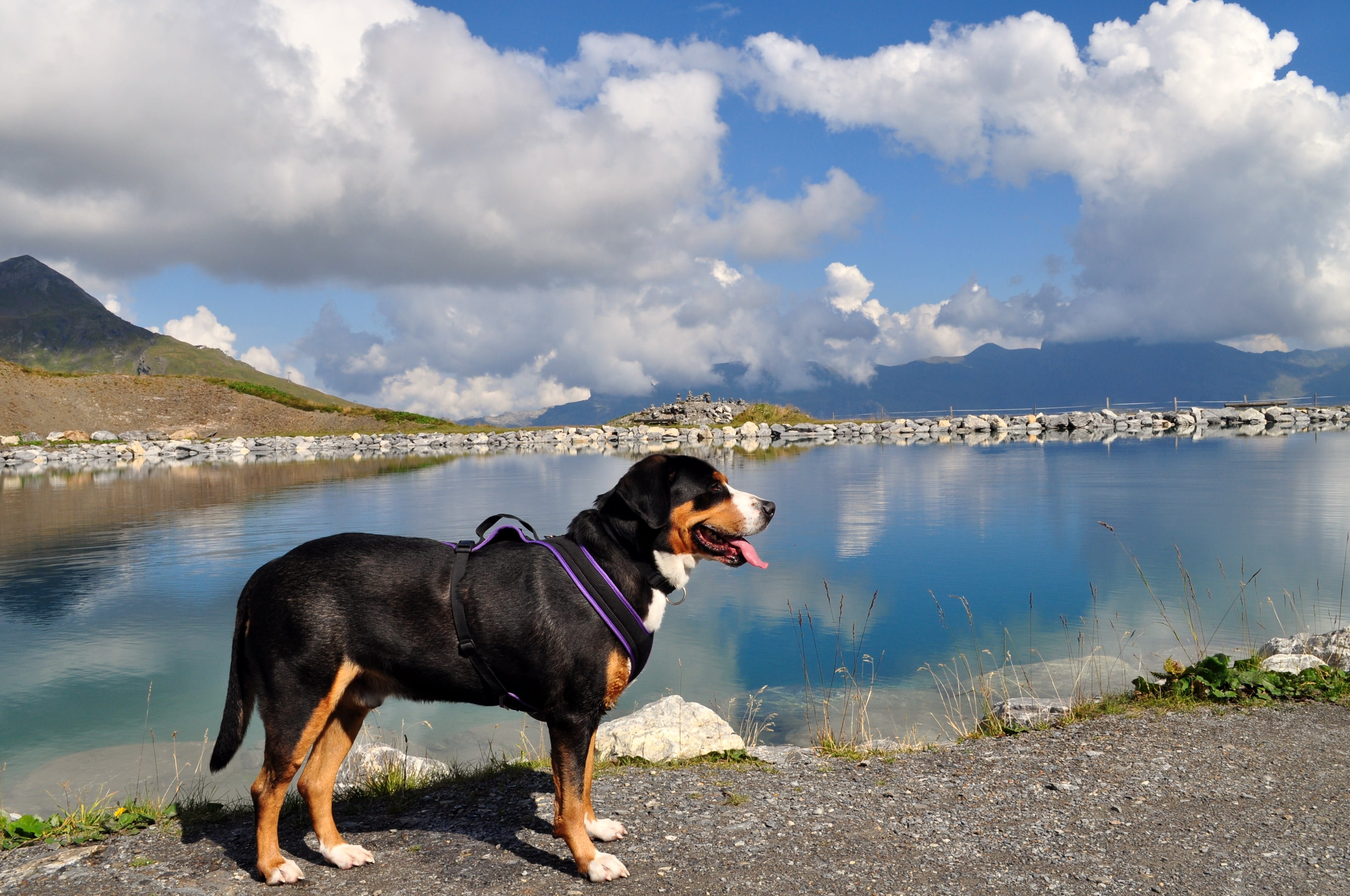 domestic, Swiss Mountain Dog, eiger-jungfrau run, animal, sun, beauty in nature, 4K, mountains, water, day, mammal, domestic animals, hiking, landscape, HD Wallpaper