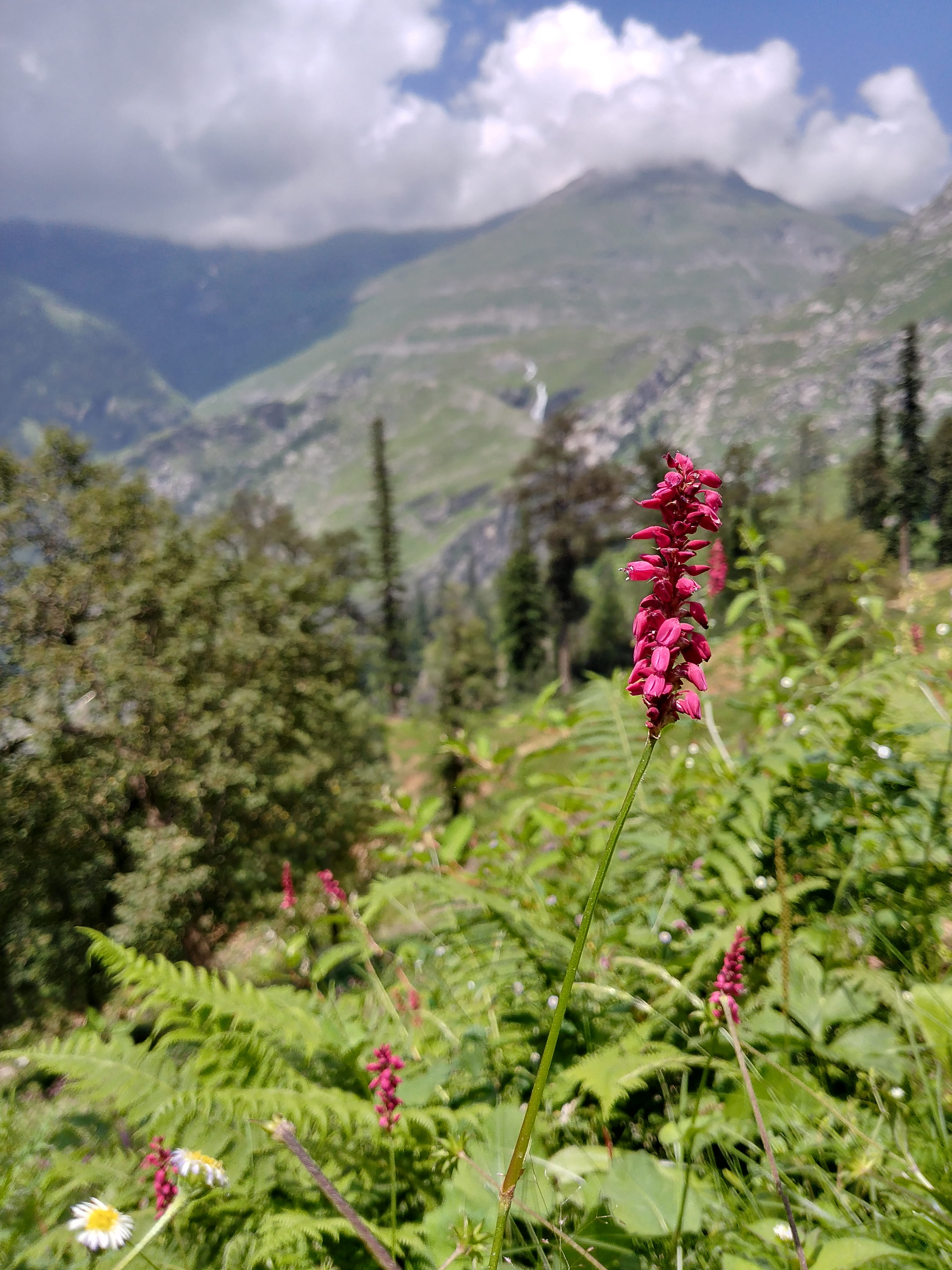 vulnerability, freshness, green color, land, forest, plant, flower, growth, manali, flowering plant, pink, purple, green, outdoors, mountain peak, tranquil scene, Phone HD Wallpaper