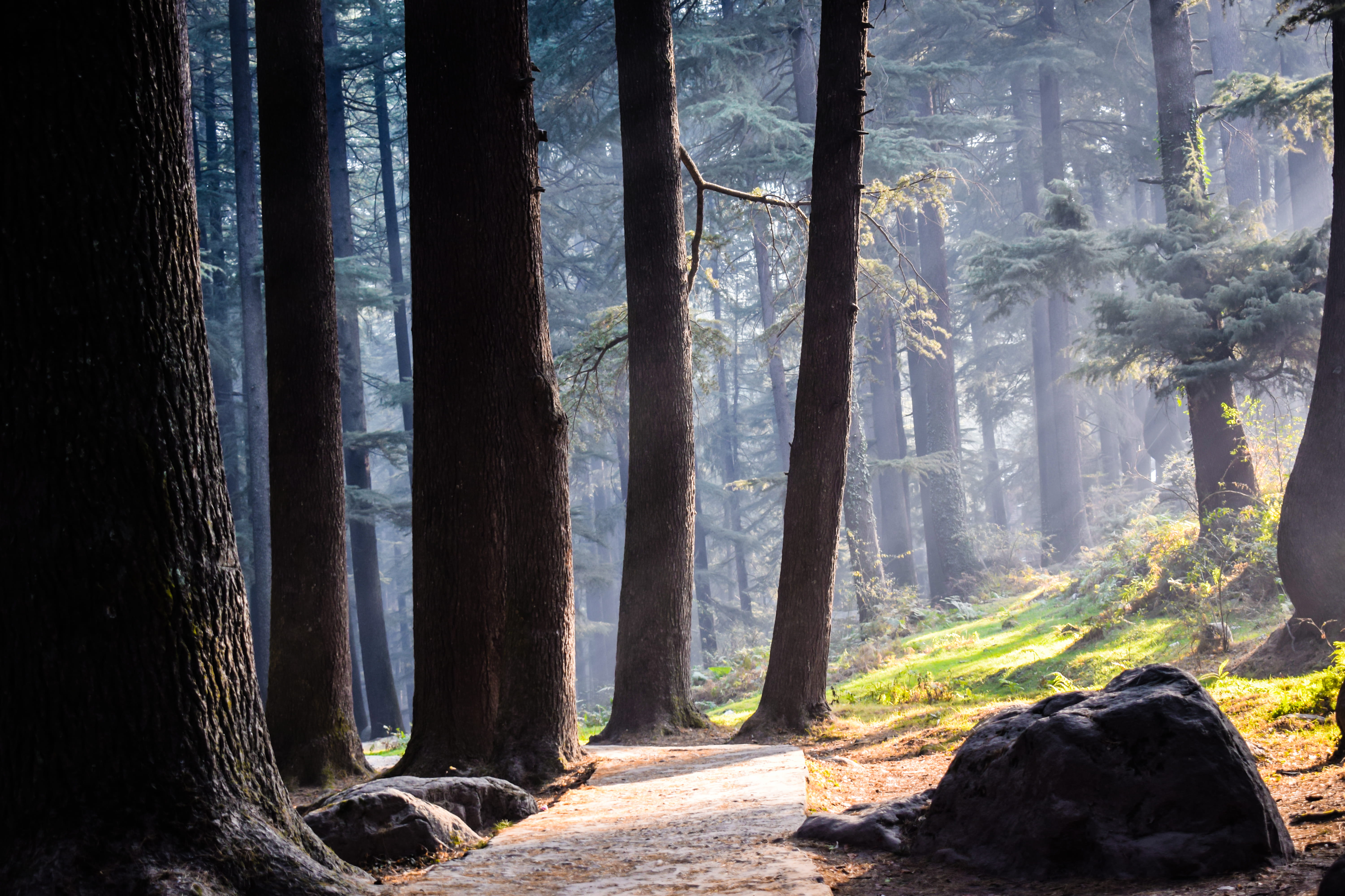 environment, non-urban scene, forest, india, sunlight, day, outdoors, land, plant, woodland, growth, trees, trunk, landscape, beauty in nature, scenics - nature, HD Wallpaper