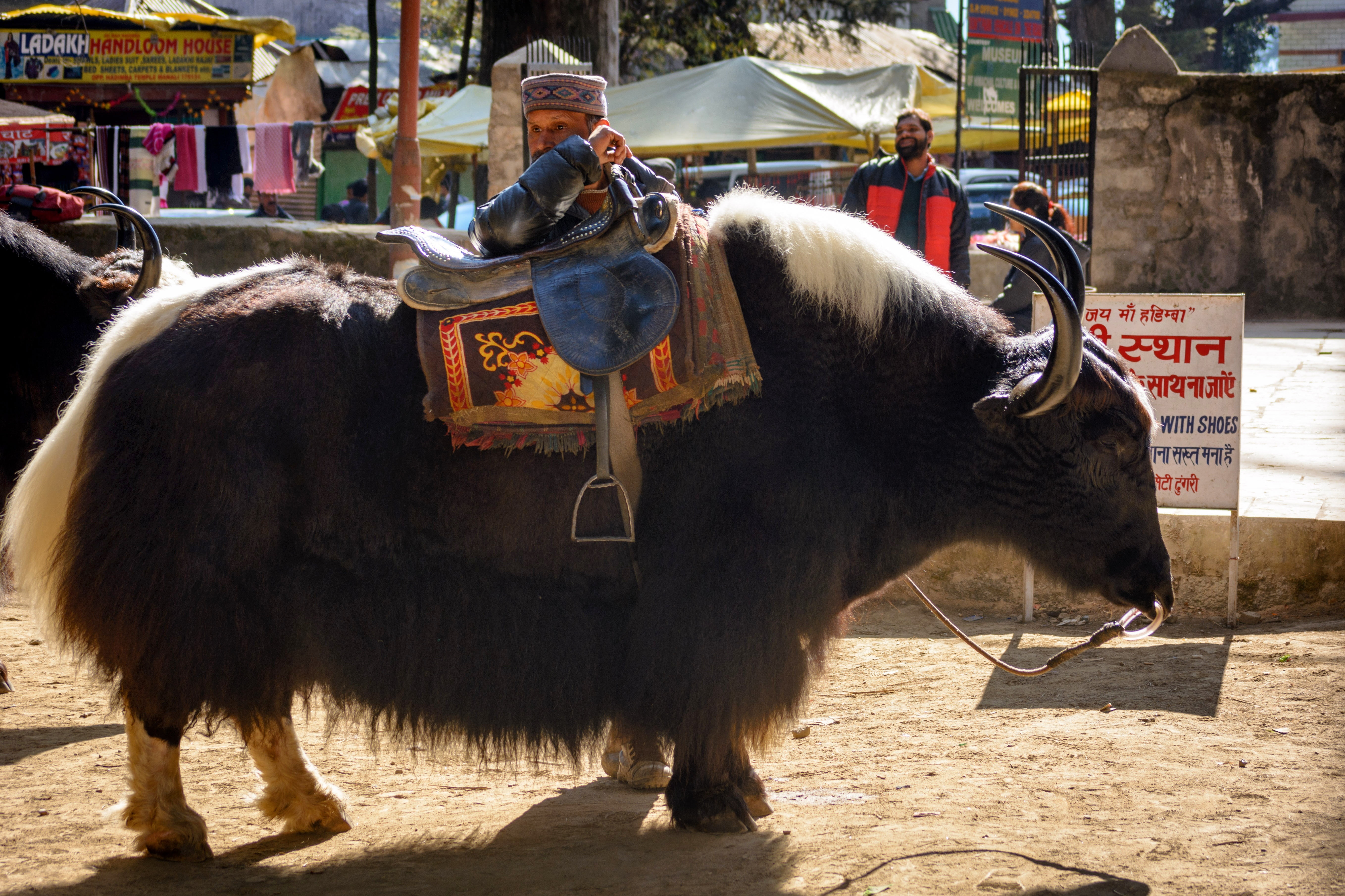 one animal, livestock, himalayas, cattle, people, outdoors, incidental people, 5K, vertebrate, herbivorous, horns, real people, working animal, mammal, HD Wallpaper