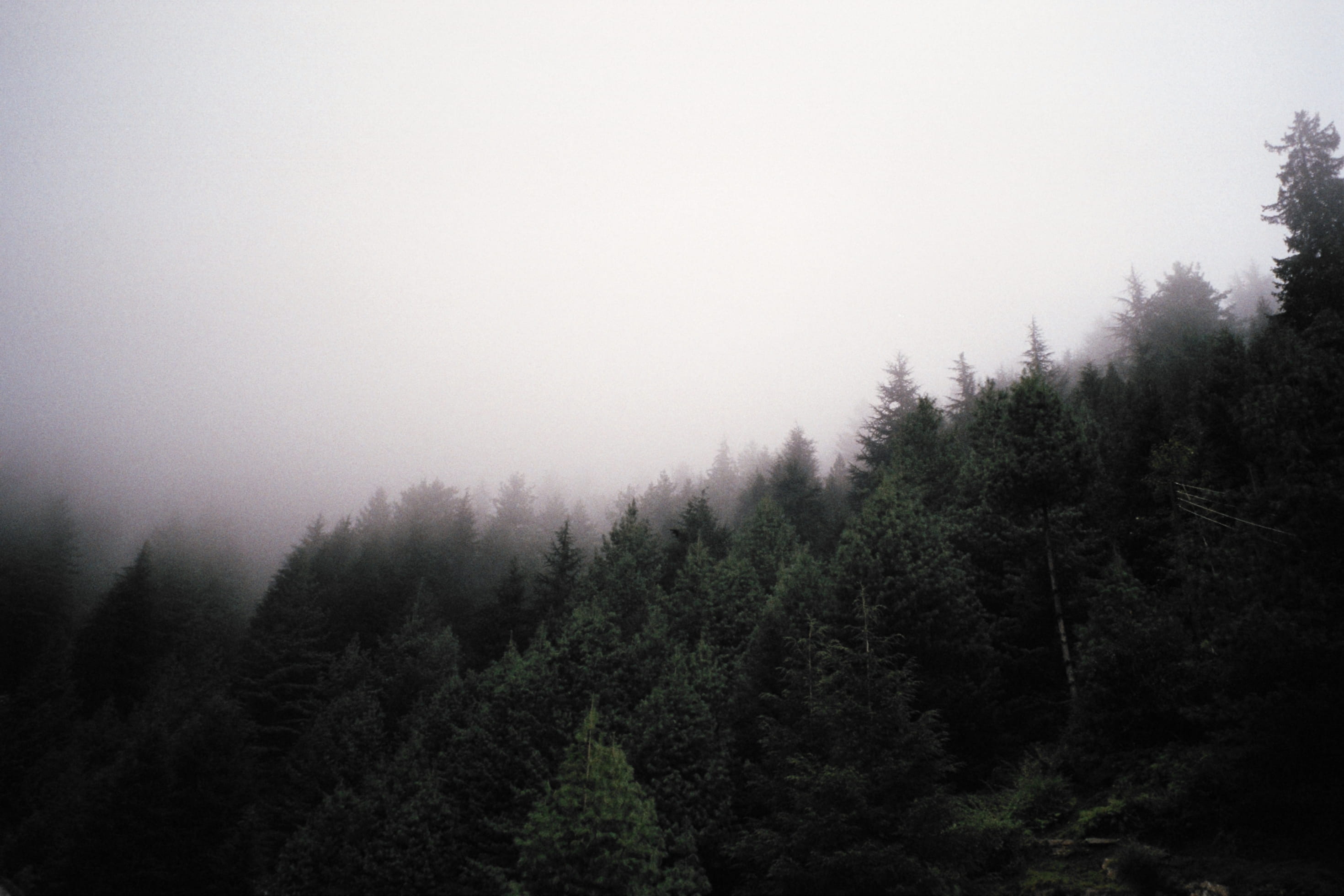 growth, 2K, nature, tree, manali, scenics - nature, fog, wood, land, sky, coniferous tree, pine tree, hymalayan, india, day, environment, no people, forest, HD Wallpaper
