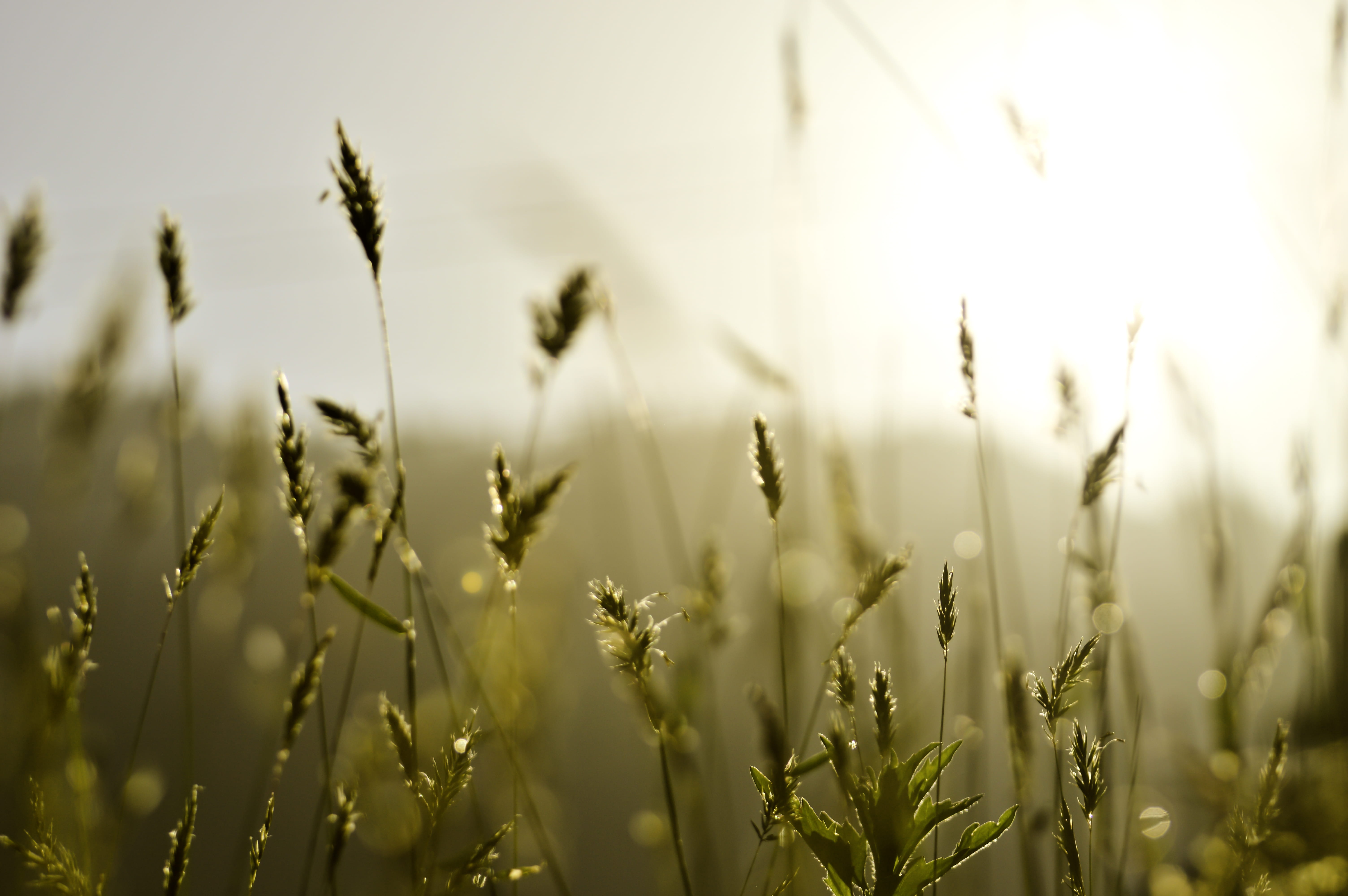 farm, golden hour, plant, photography, day, food, 5K, flare, manali, outdoors, wheat, india, sunlight, produce, oat - crop, growth, vegetation, grain, HD Wallpaper