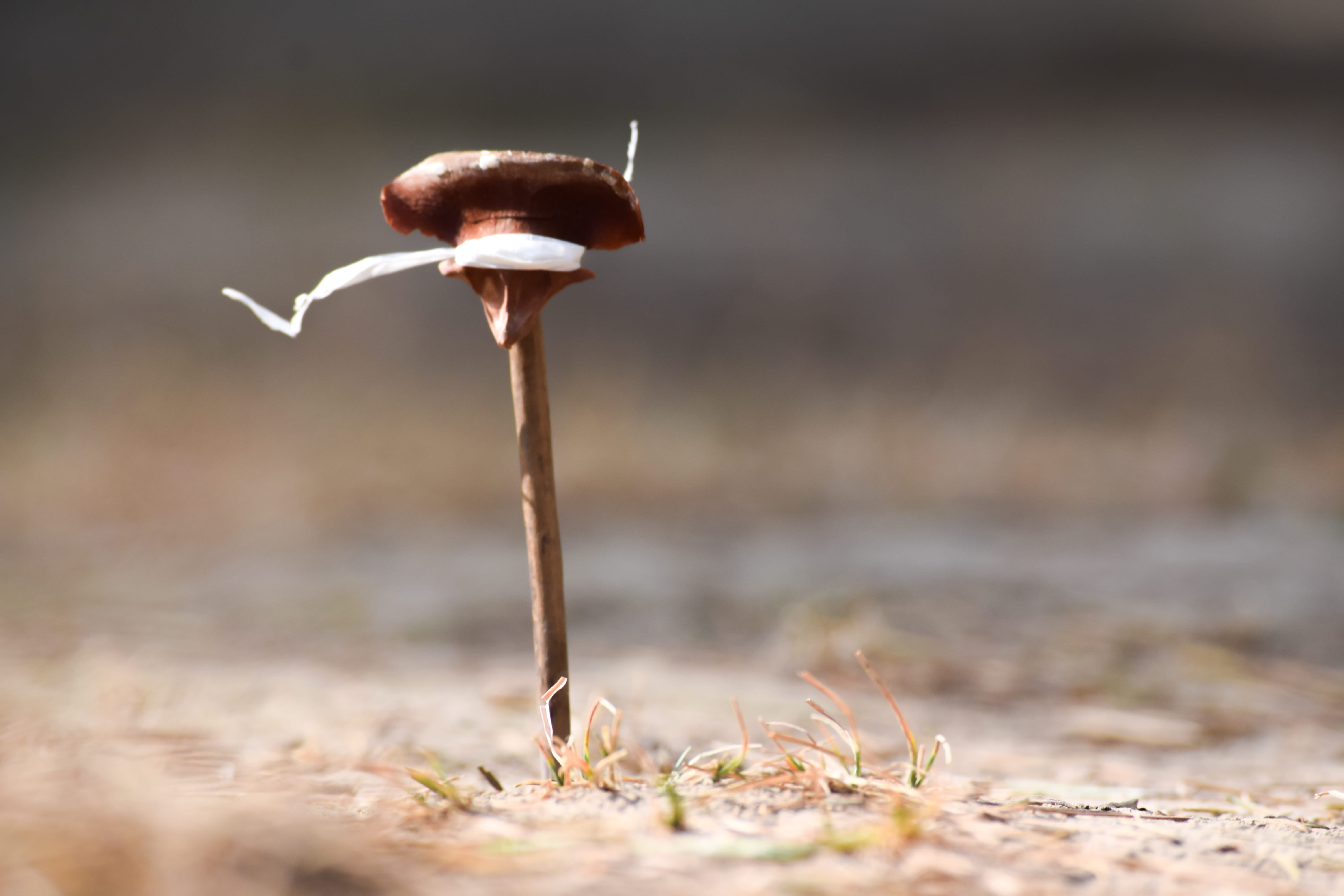 growth, no people, field, nature, india, day, fungus, outdoors, mushroom, fragility, vegetable, surface level, edible mushroom, tribal, focus on foreground, HD Wallpaper