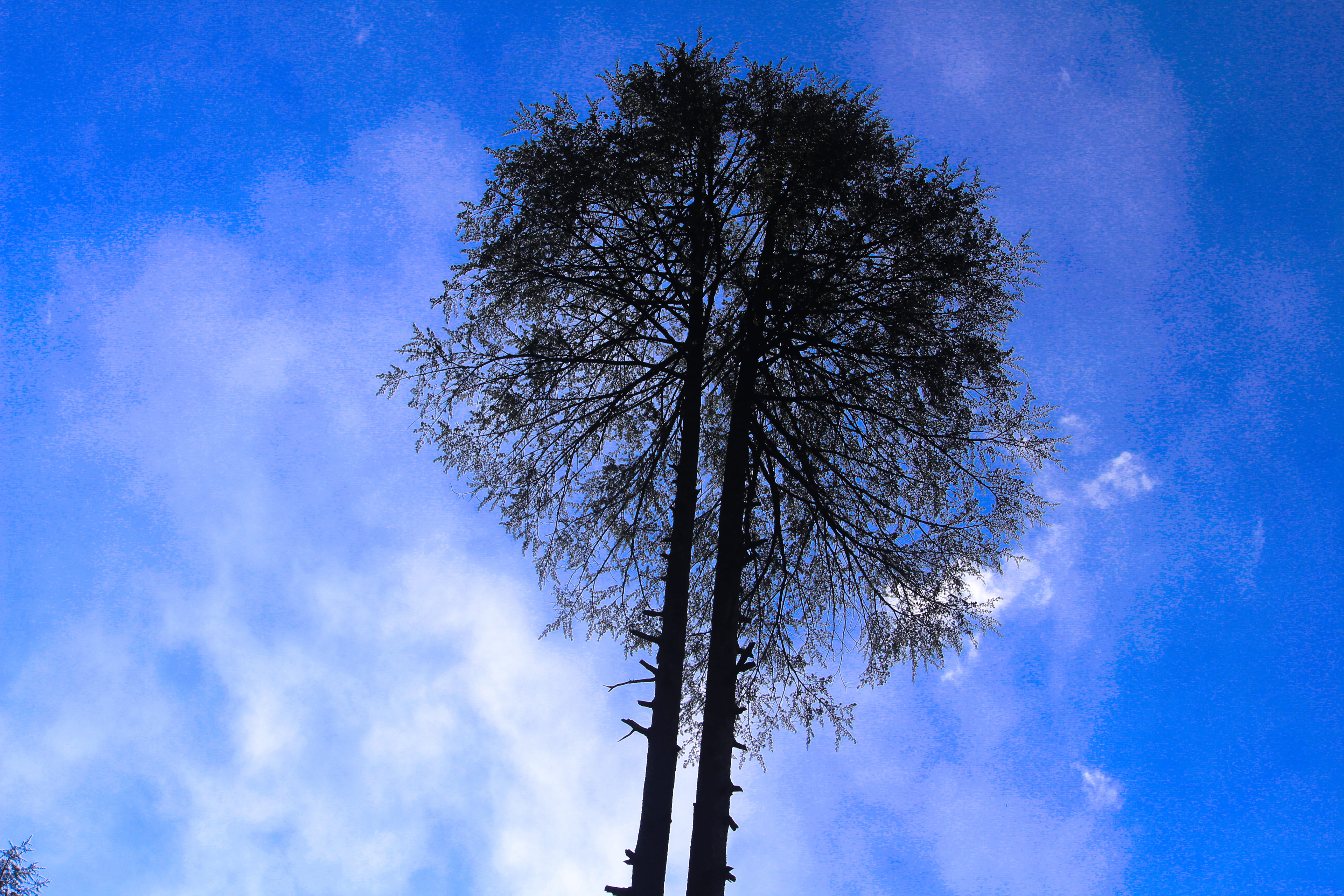5K, low angle view, directly below, india, growth, branch, outdoors, day, cloud - sky, tree, tranquility, scenics - nature, bare tree, nature, silhouette, HD Wallpaper