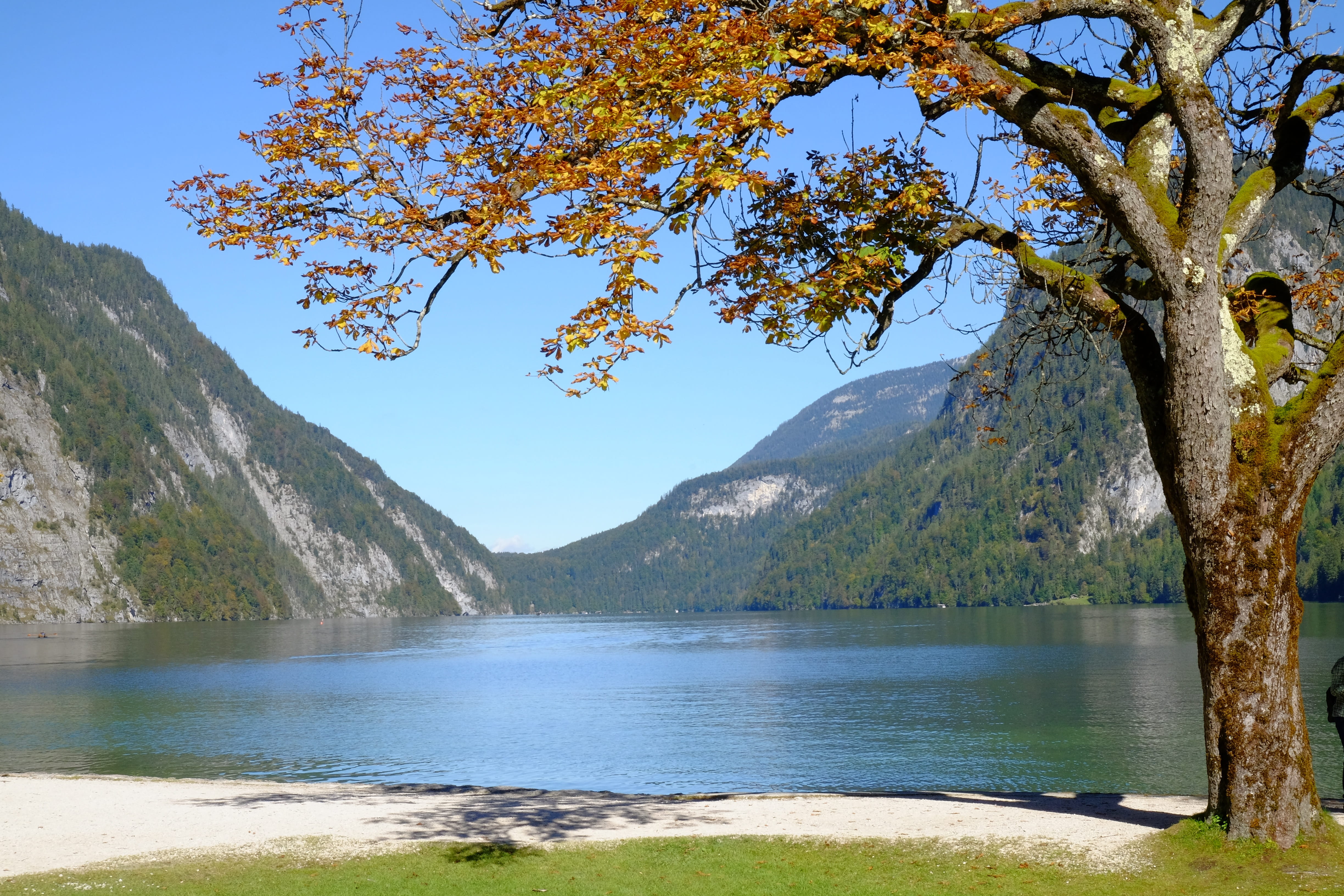 nature, sky, non-urban scene, scenics - nature, branch, water, königssee, land, germany, berchtesgaden, tree trunk, mountain range, outdoors, bavaria, growth, HD Wallpaper